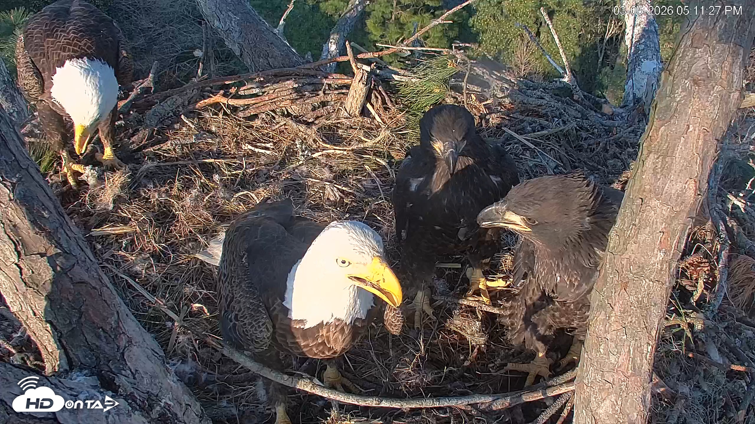 Snapshot of Hilton Head Island Eagles Live Webcam taken Mar 5, 2026, 5:11pm EST