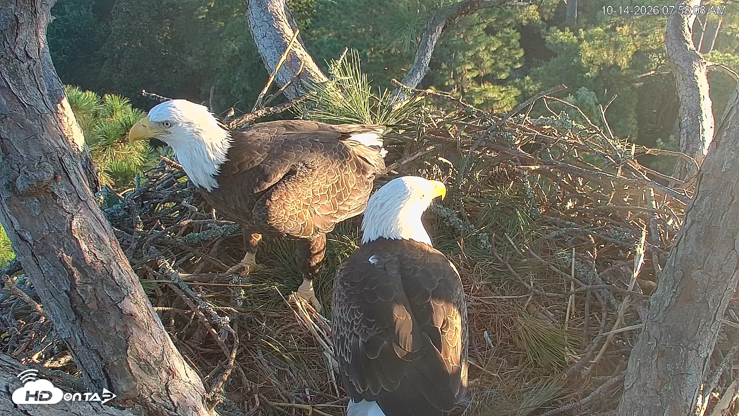 Snapshot of Hilton Head Island Eagles Live Webcam taken Oct 14, 2026, 7:58am EDT