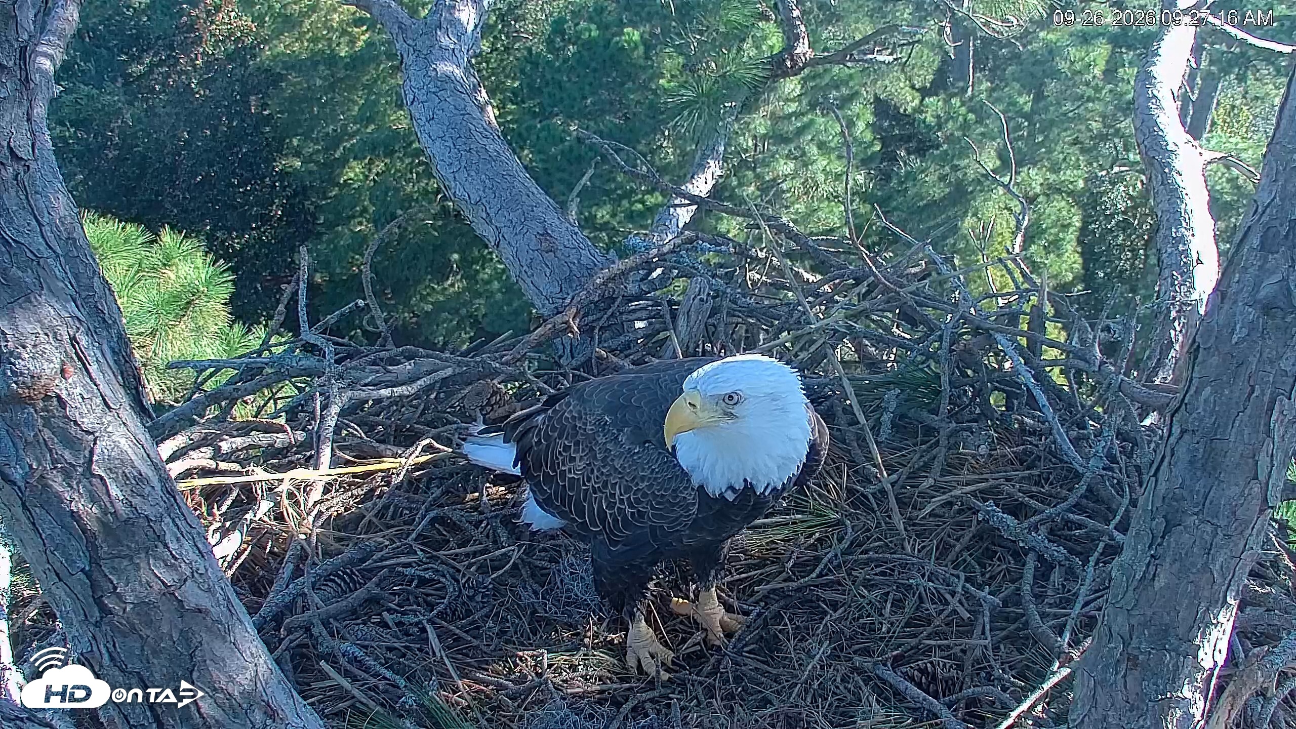 Snapshot of Hilton Head Island Eagles Live Webcam taken Sep 26, 2026, 9:27am EDT