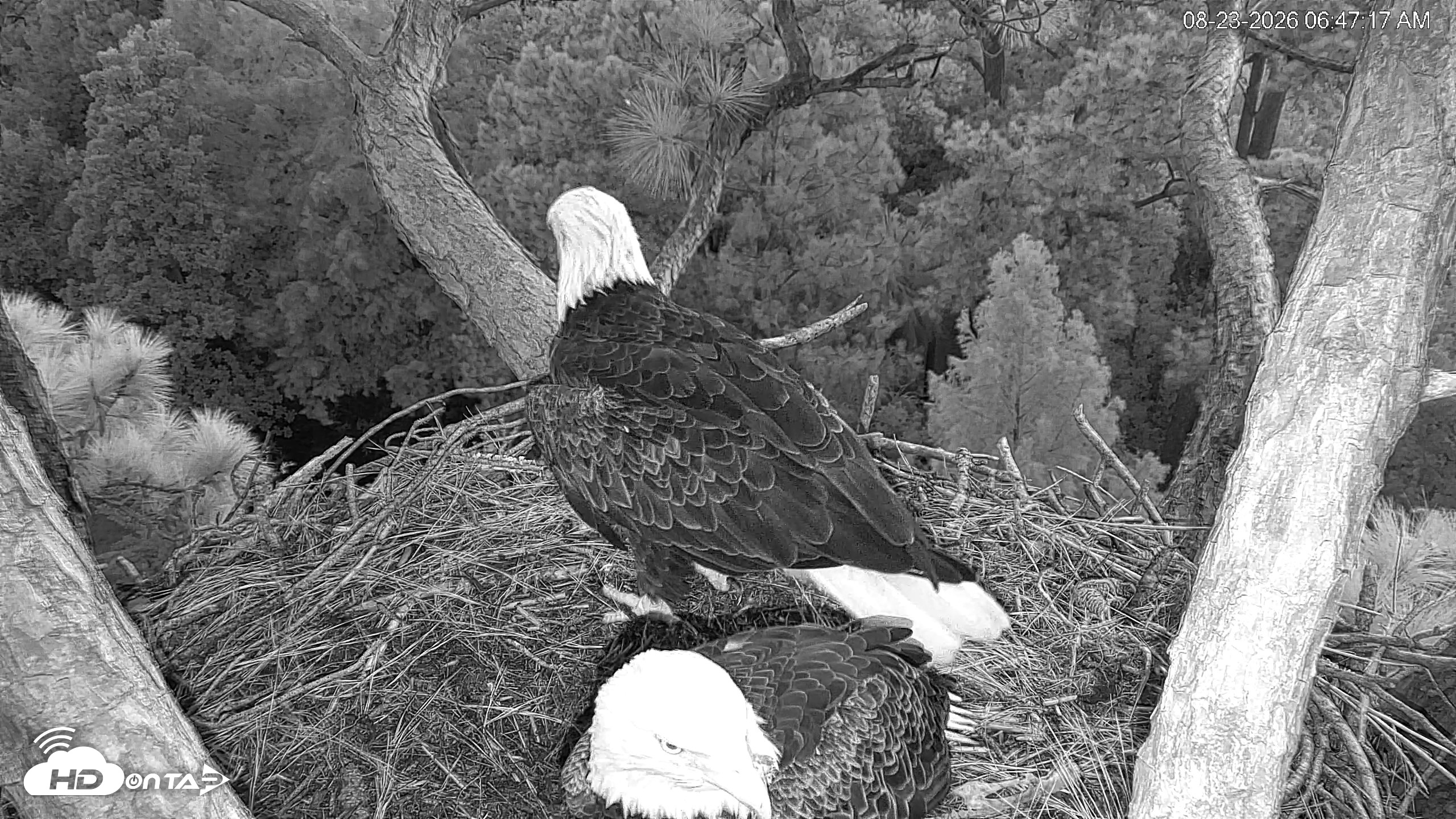 Snapshot of Hilton Head Island Eagles Live Webcam taken Aug 23, 2026, 6:47am EDT