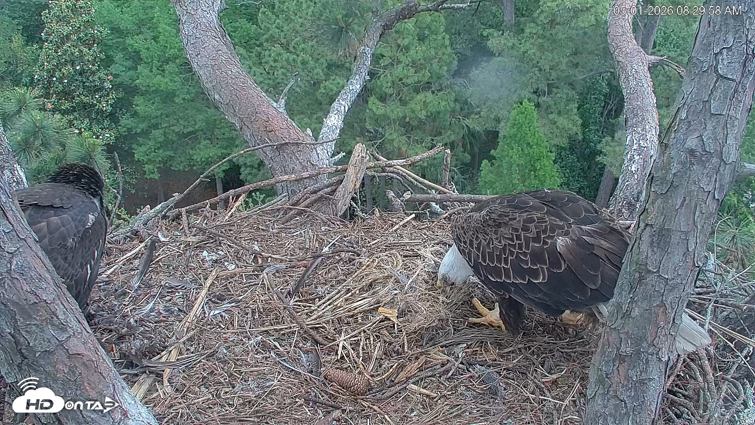Snapshot of Hilton Head Island Eagles Live Webcam taken May 1, 2026, 8:30am EDT