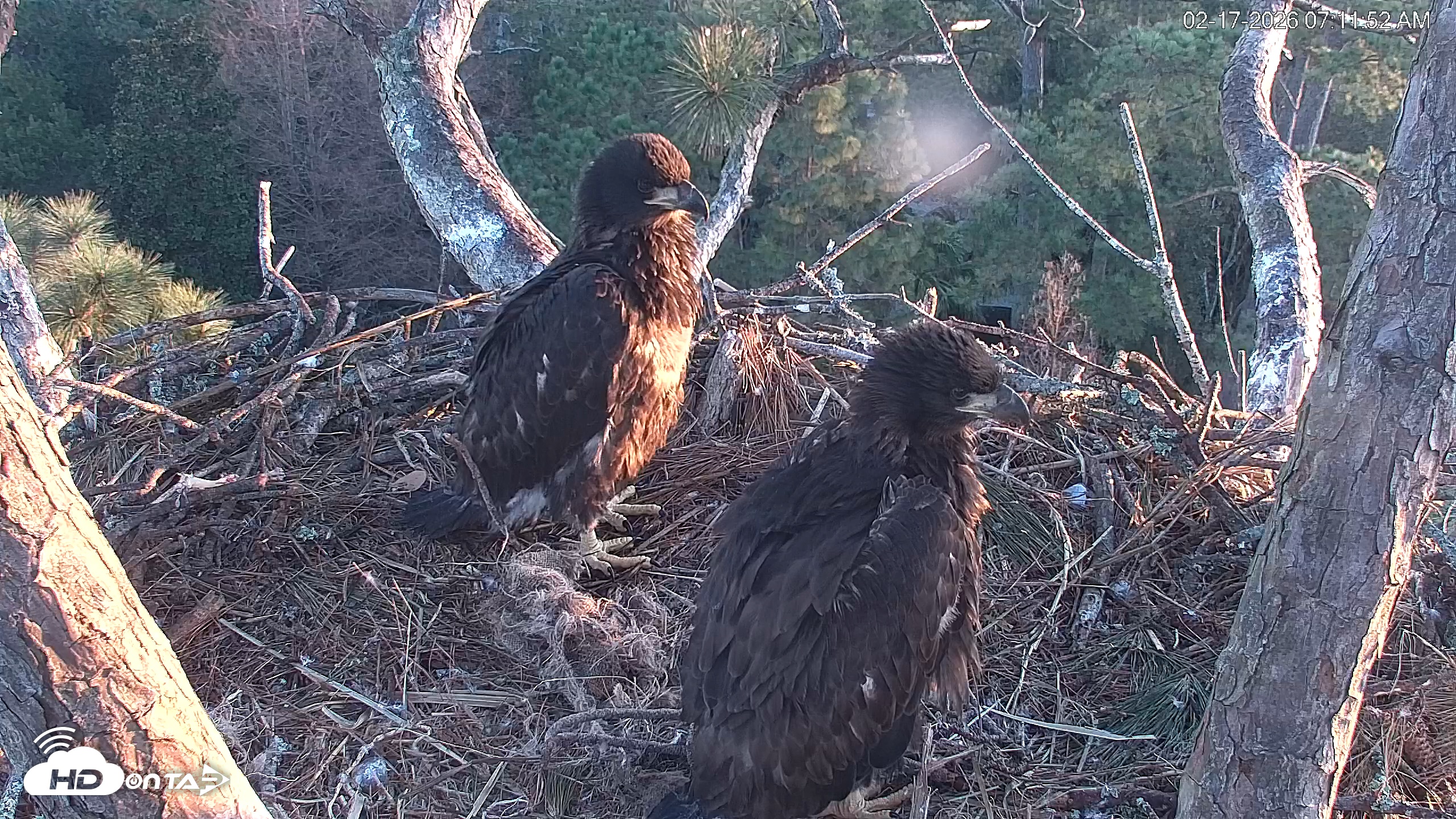 Snapshot of Hilton Head Island Eagles Live Webcam taken Feb 17, 2026, 7:14am EST