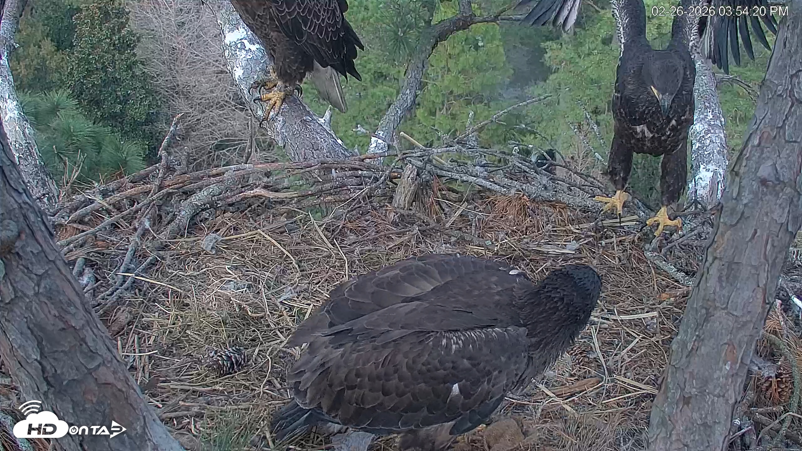 Snapshot of Hilton Head Island Eagles Live Webcam taken Feb 26, 2026, 3:54pm EST