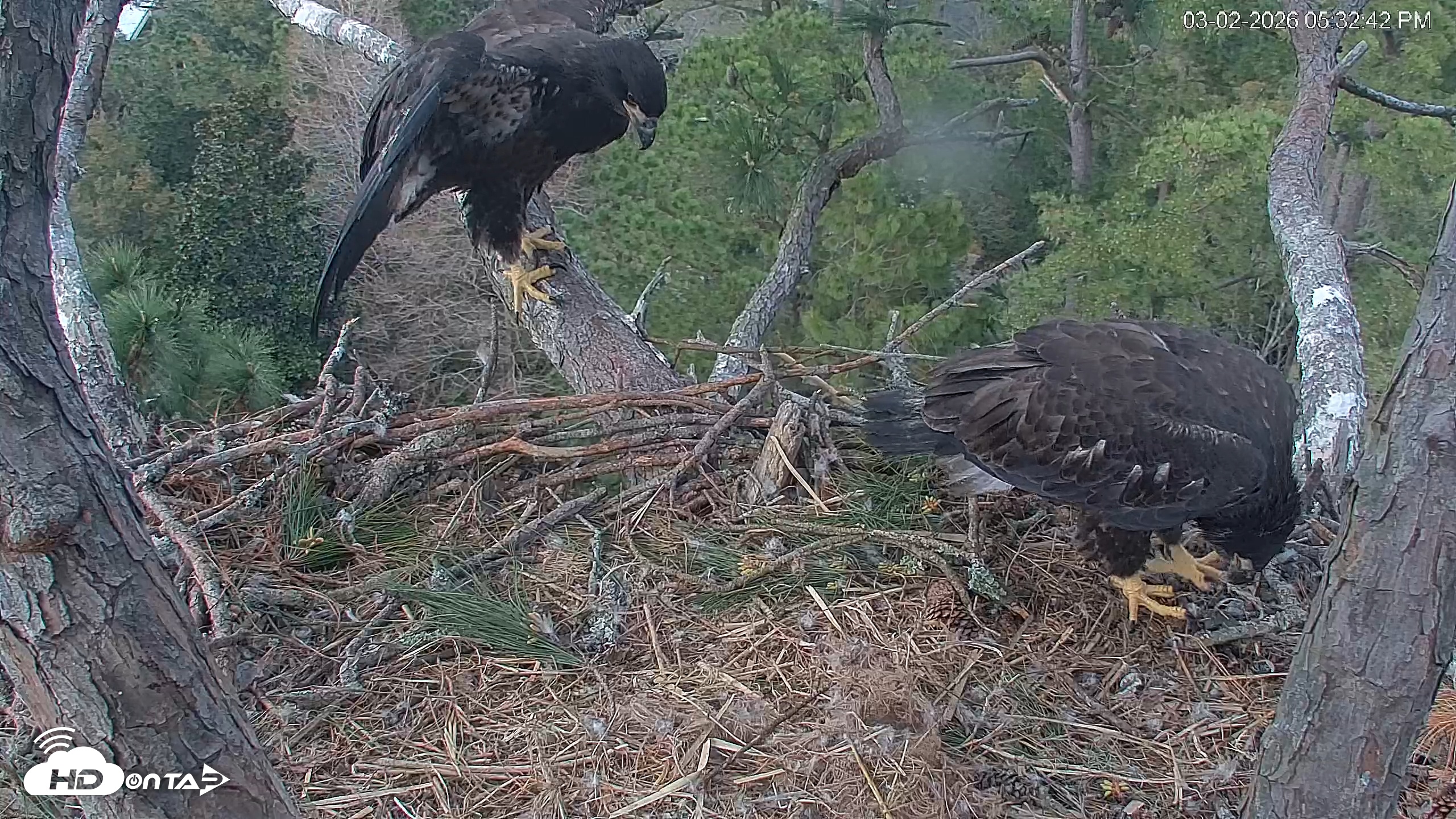 Snapshot of Hilton Head Island Eagles Live Webcam taken Mar 2, 2026, 5:33pm EST