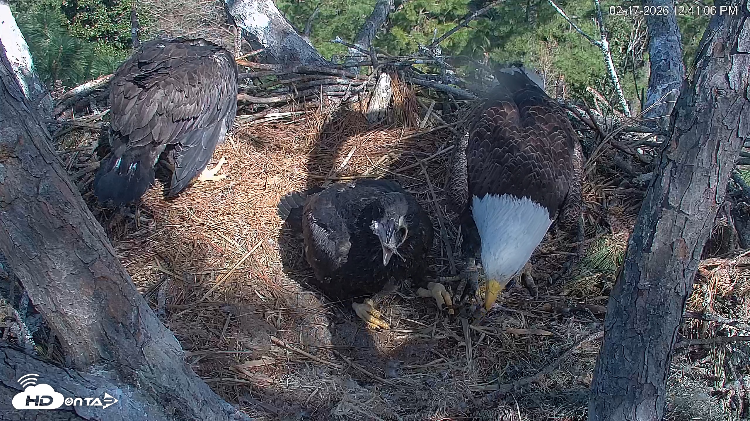 Snapshot of Hilton Head Island Eagles Live Webcam taken Feb 17, 2026, 12:43pm EST