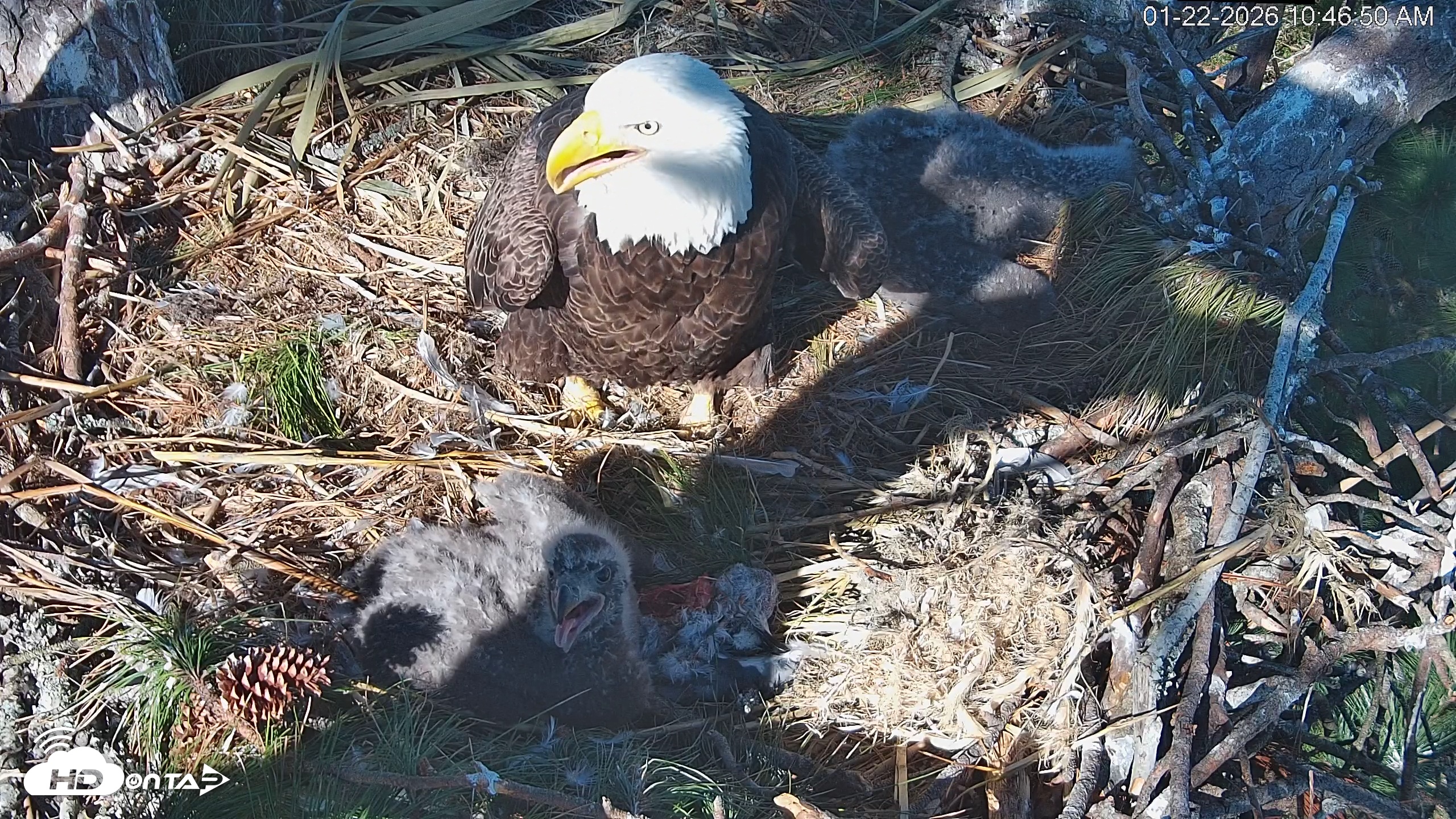 Snapshot of Hilton Head Island Eagles Live Webcam taken Jan 22, 2026, 10:47am EST