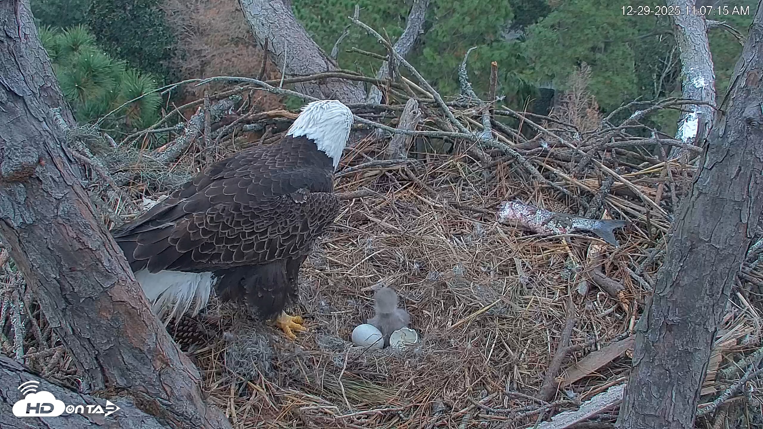 Snapshot of Hilton Head Island Eagles Live Webcam taken Dec 29, 2025, 11:08am EST