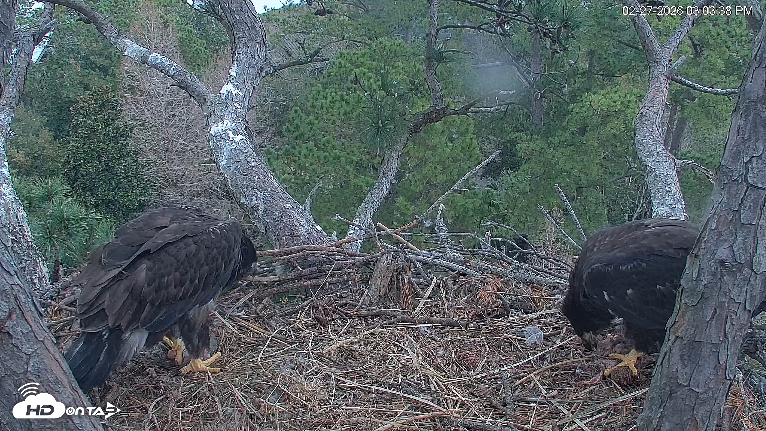 Snapshot of Hilton Head Island Eagles Live Webcam taken Feb 27, 2026, 3:04pm EST