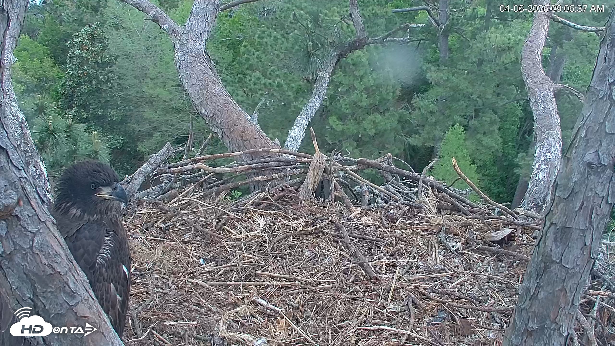 Snapshot of Hilton Head Island Eagles Live Webcam taken Apr 6, 2026, 9:07am EDT