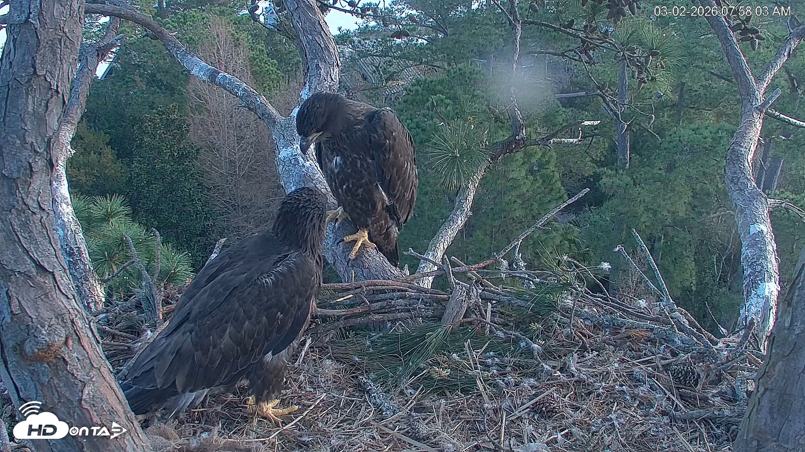Snapshot of Hilton Head Island Eagles Live Webcam taken Mar 2, 2026, 7:58am EST