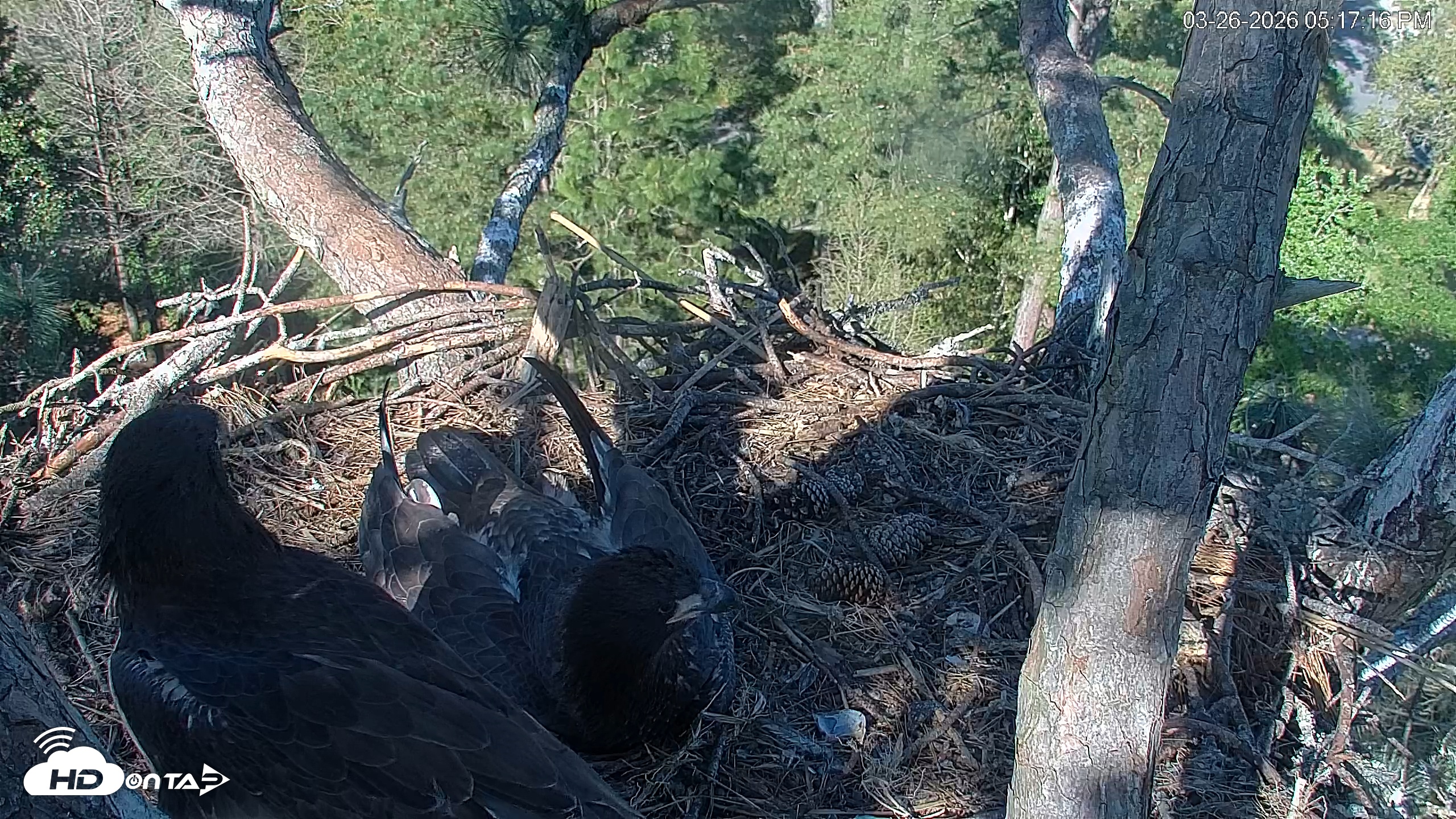 Snapshot of Hilton Head Island Eagles Live Webcam taken Mar 26, 2026, 5:17pm EDT