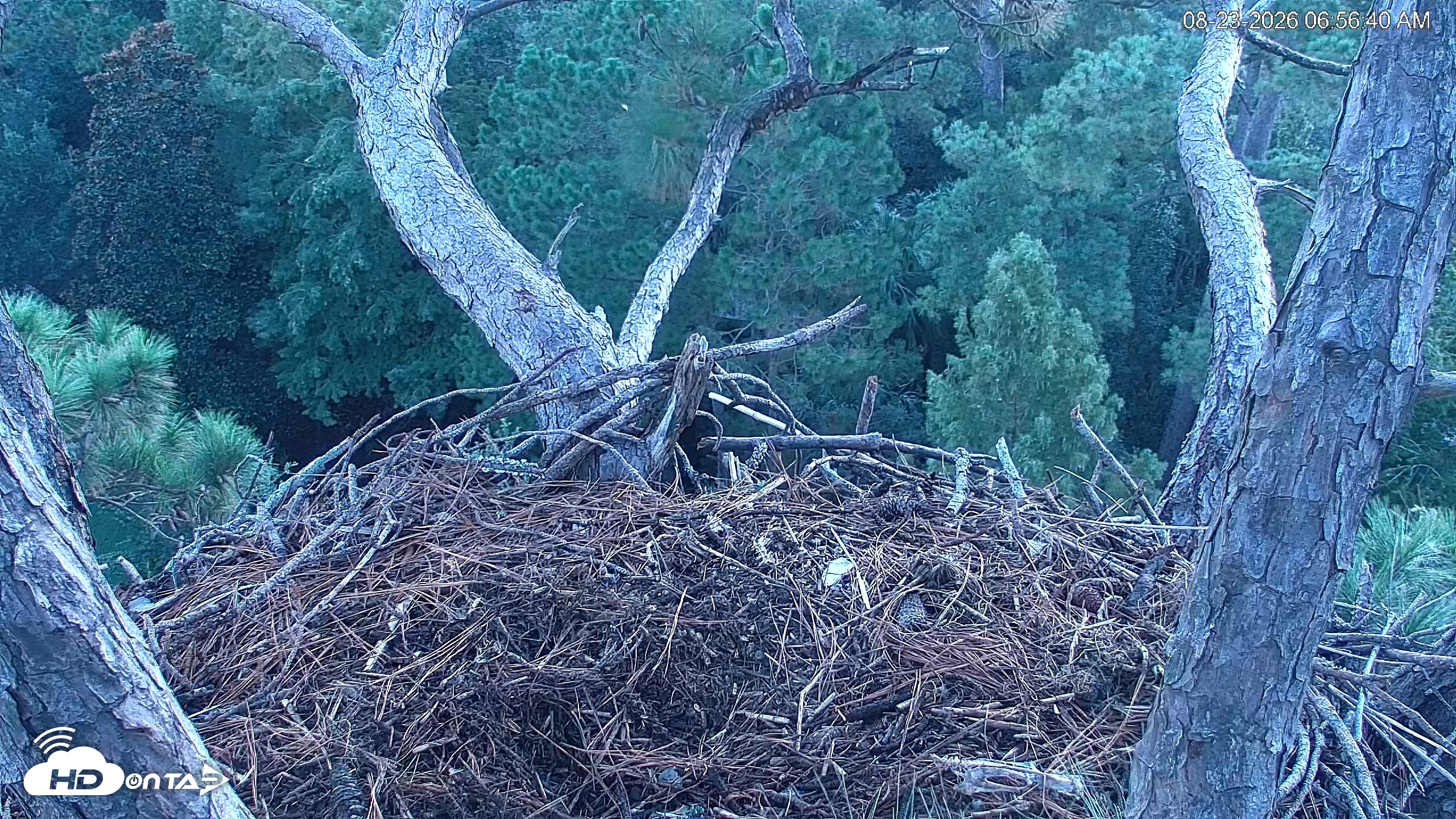 Snapshot of Hilton Head Island Eagles Live Webcam taken Aug 23, 2026, 6:57am EDT