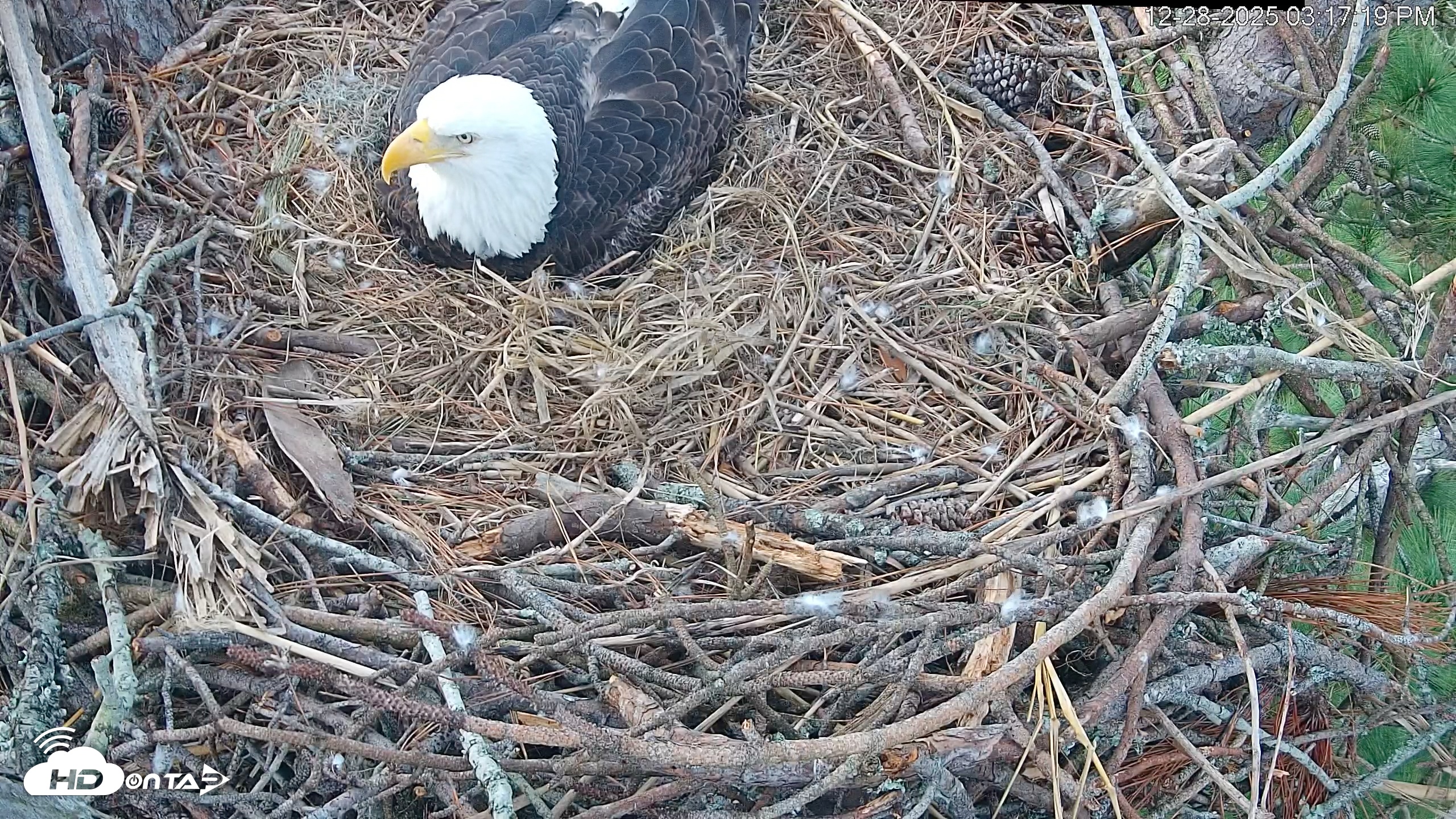 Snapshot of Hilton Head Island Eagles Live Webcam taken Dec 28, 2025, 3:18pm EST