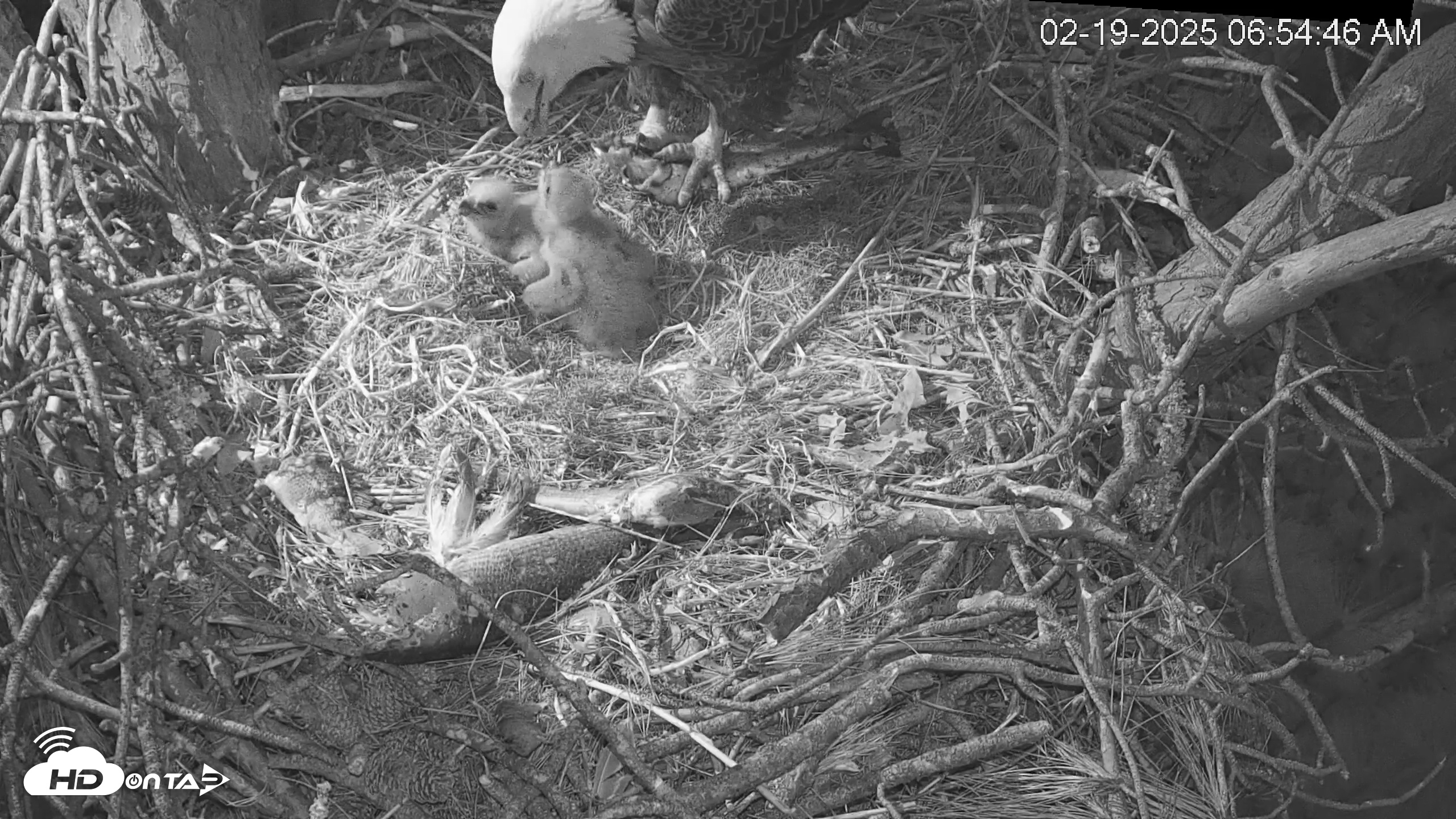 Snapshot of Hilton Head Island Eagles Live Webcam taken Feb 19, 2025, 6:55am EST