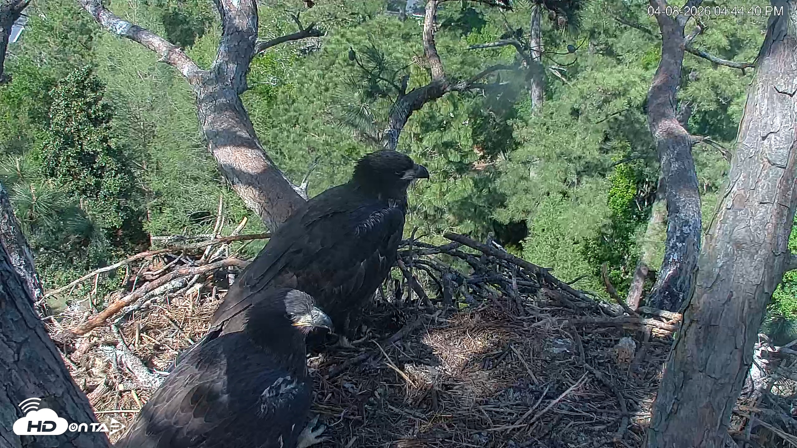 Snapshot of Hilton Head Island Eagles Live Webcam taken Apr 8, 2026, 4:45pm EDT