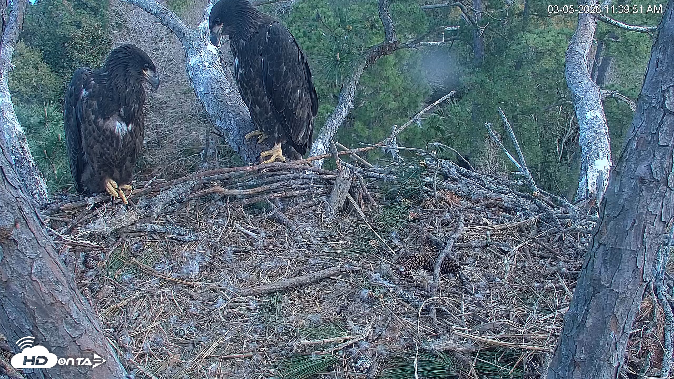 Snapshot of Hilton Head Island Eagles Live Webcam taken Mar 5, 2026, 11:40am EST