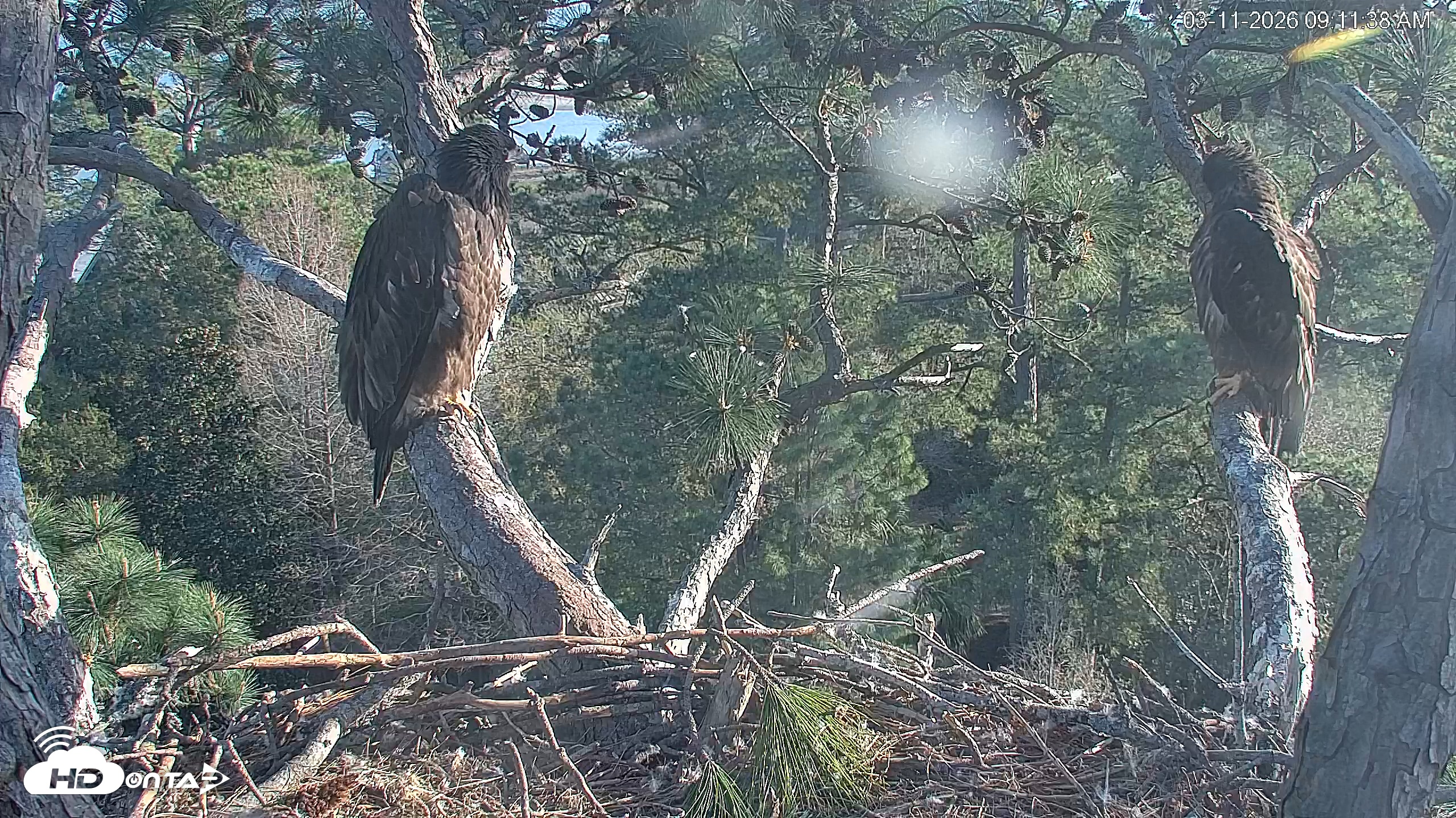 Snapshot of Hilton Head Island Eagles Live Webcam taken Mar 11, 2026, 9:12am EDT