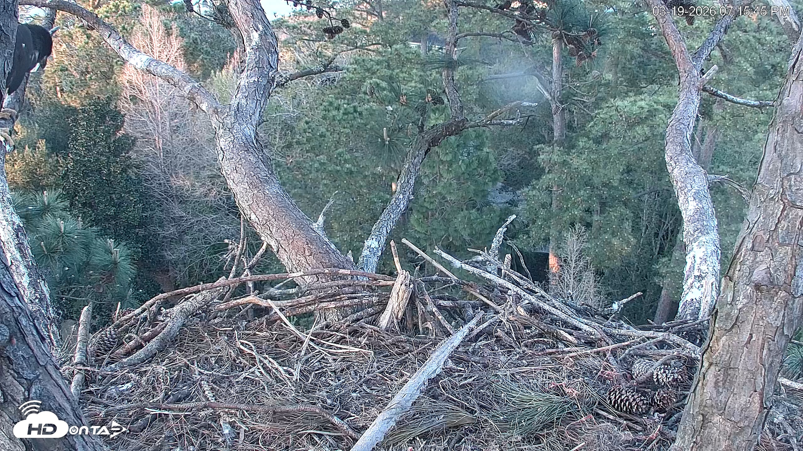 Snapshot of Hilton Head Island Eagles Live Webcam taken Mar 19, 2026, 7:16pm EDT