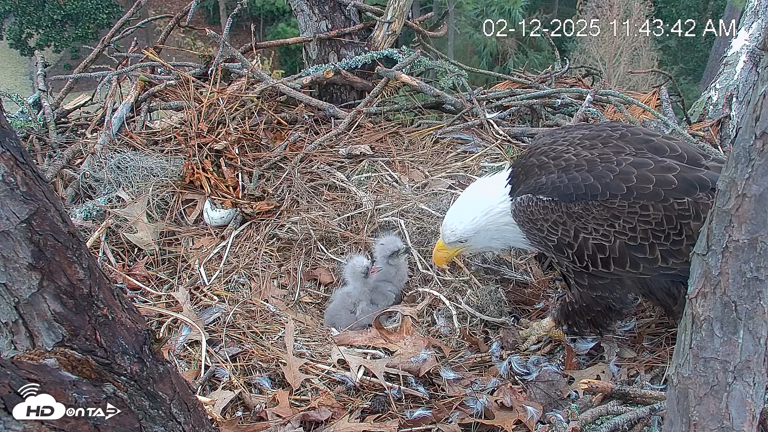 Snapshot of Hilton Head Island Eagles Live Webcam taken Feb 12, 2025, 11:44am EST
