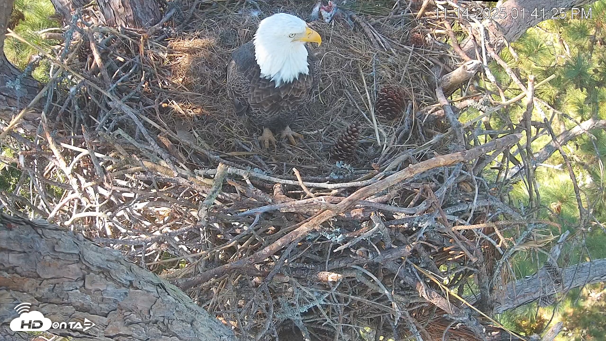 Snapshot of Hilton Head Island Eagles Live Webcam taken Nov 14, 2025, 1:42pm EST