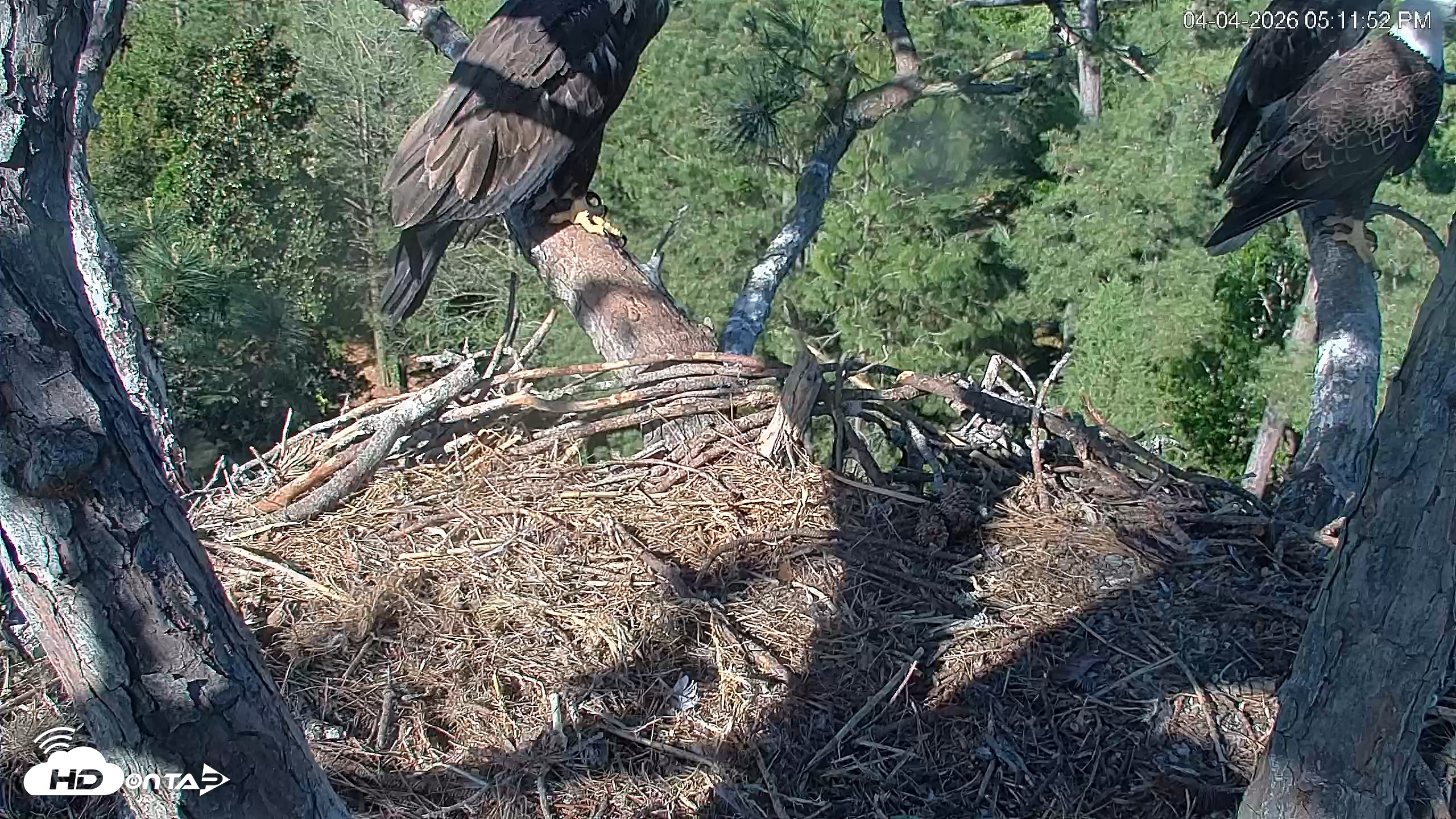 Snapshot of Hilton Head Island Eagles Live Webcam taken Apr 4, 2026, 5:12pm EDT