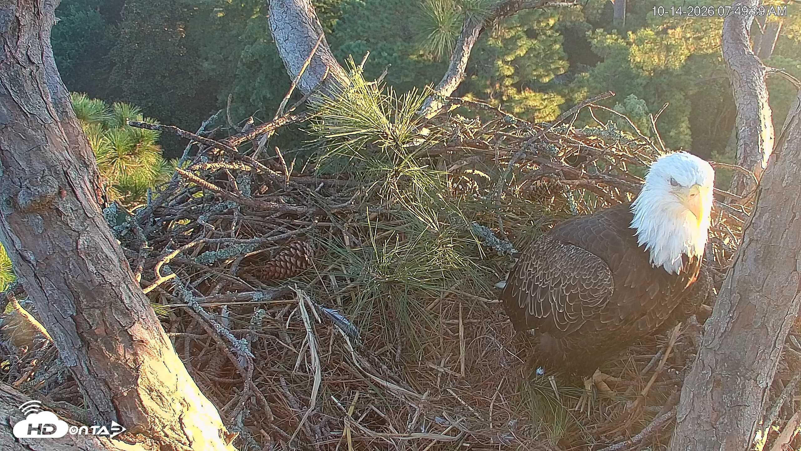 Snapshot of Hilton Head Island Eagles Live Webcam taken Oct 14, 2026, 7:50am EDT