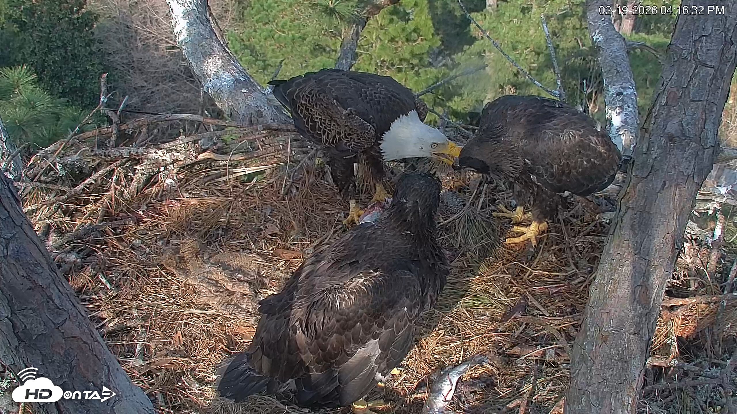 Snapshot of Hilton Head Island Eagles Live Webcam taken Feb 19, 2026, 6:02pm EST