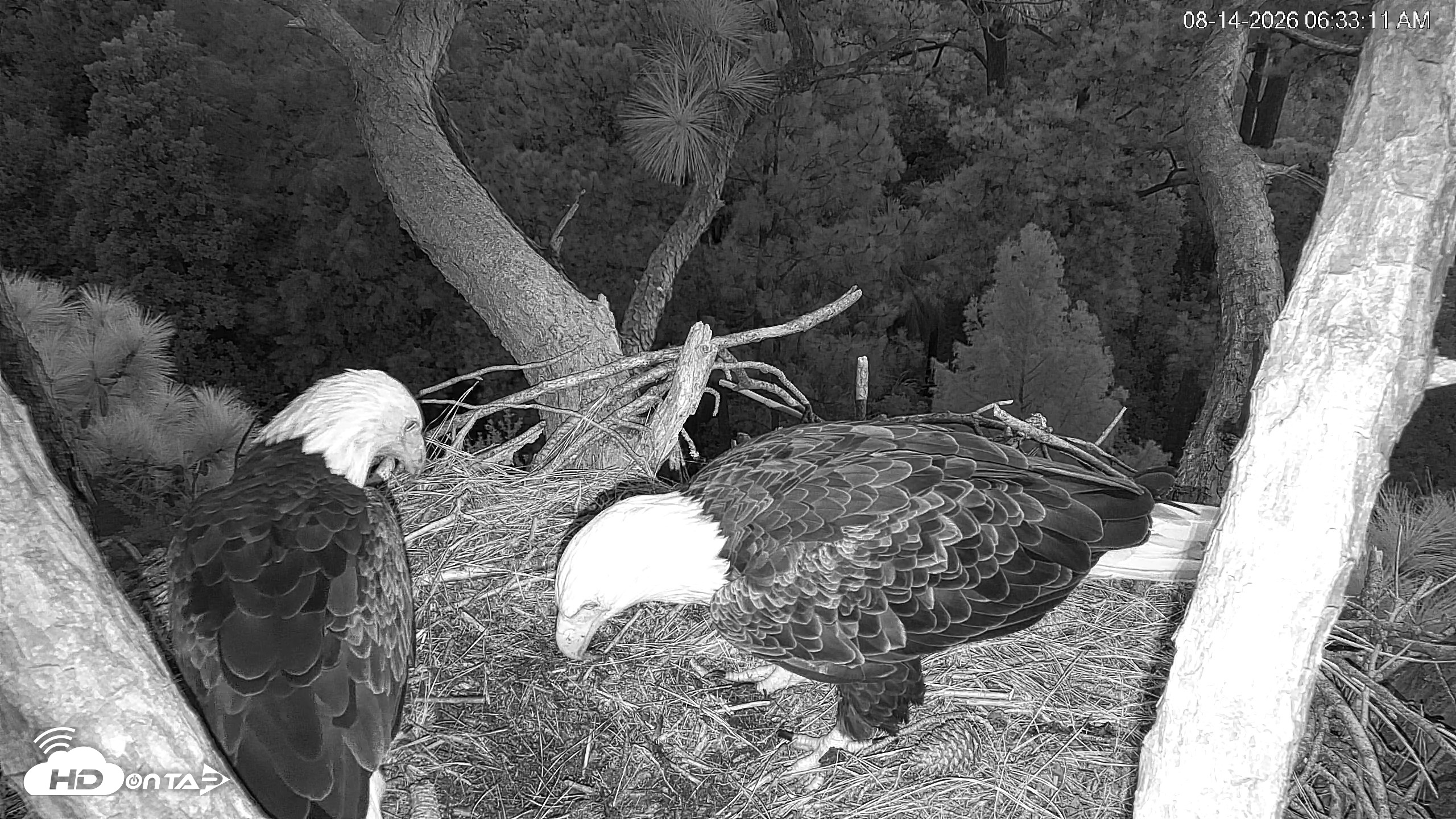 Snapshot of Hilton Head Island Eagles Live Webcam taken Aug 14, 2026, 6:33am EDT