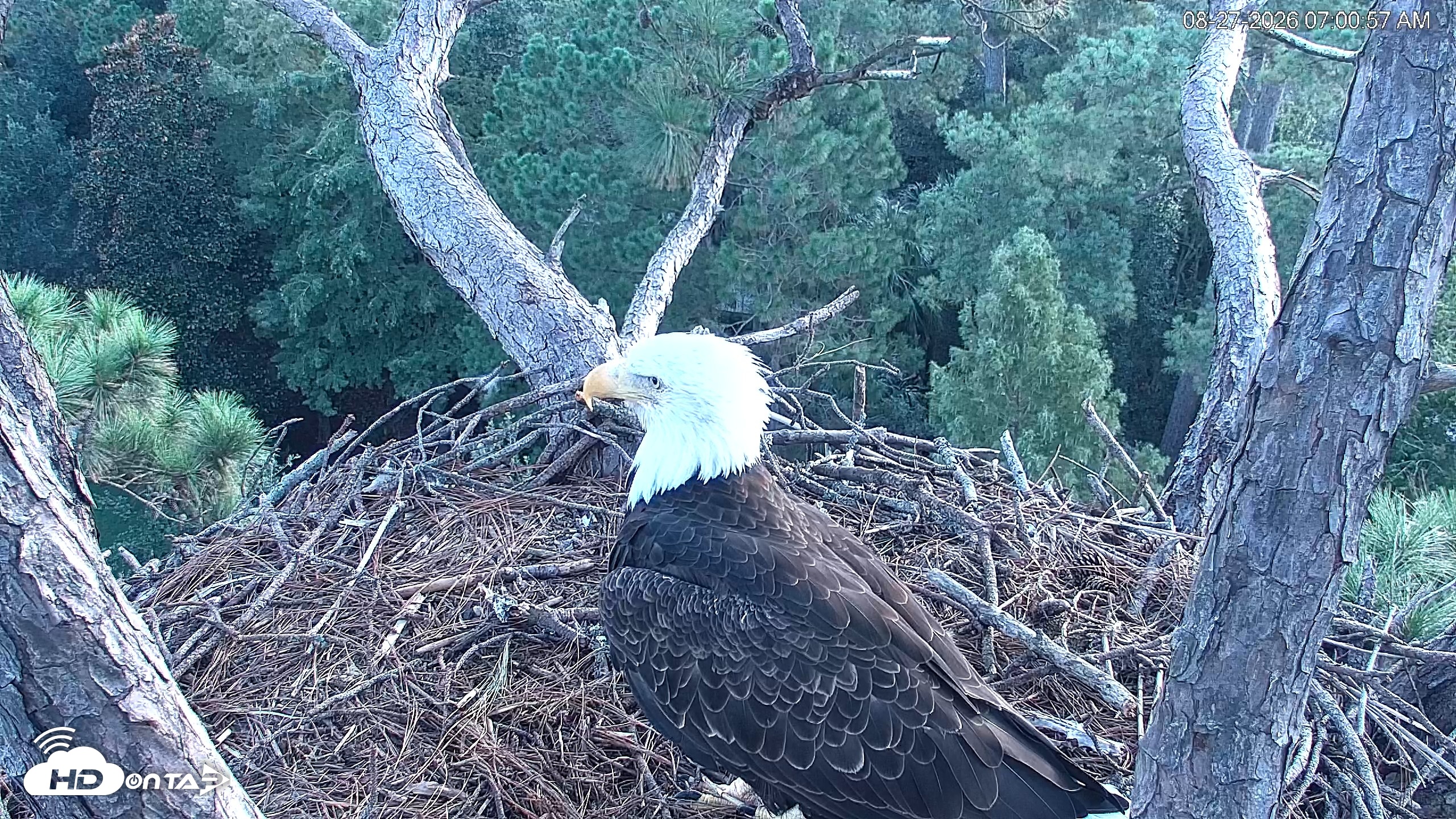 Snapshot of Hilton Head Island Eagles Live Webcam taken Aug 27, 2026, 7:01am EDT
