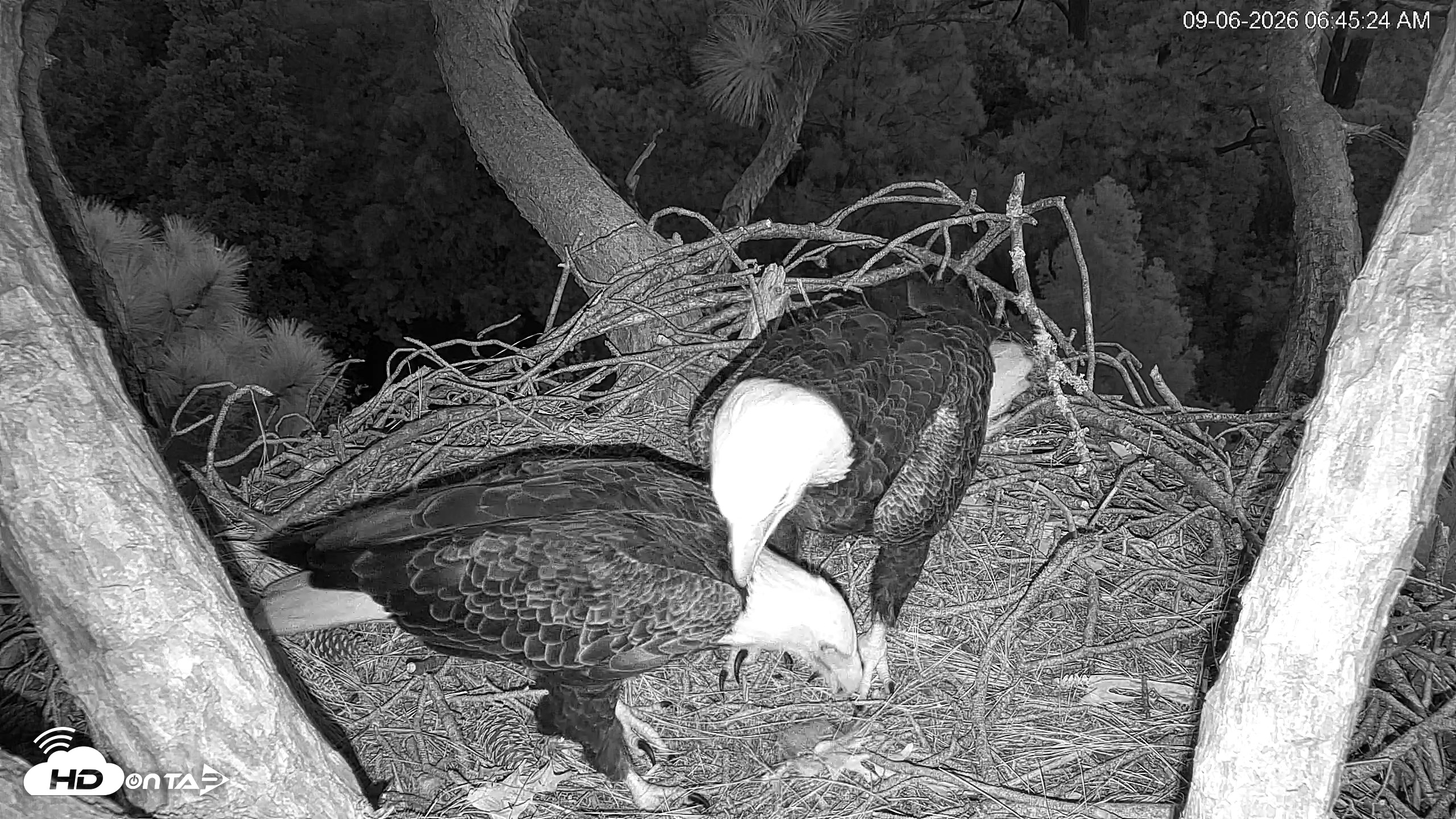 Snapshot of Hilton Head Island Eagles Live Webcam taken Sep 6, 2026, 6:45am EDT