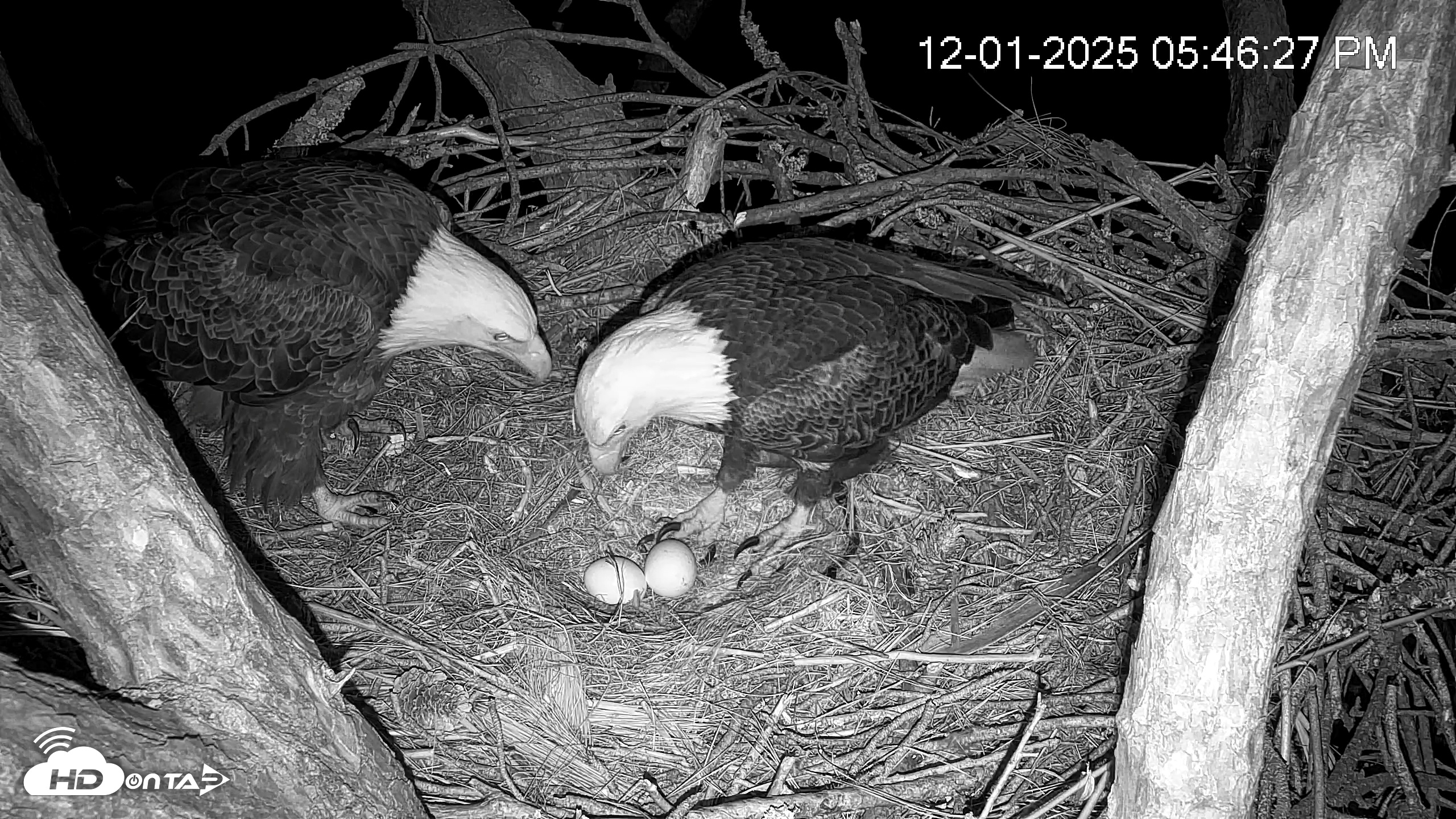 Snapshot of Hilton Head Island Eagles Live Webcam taken Dec 1, 2025, 5:47pm EST