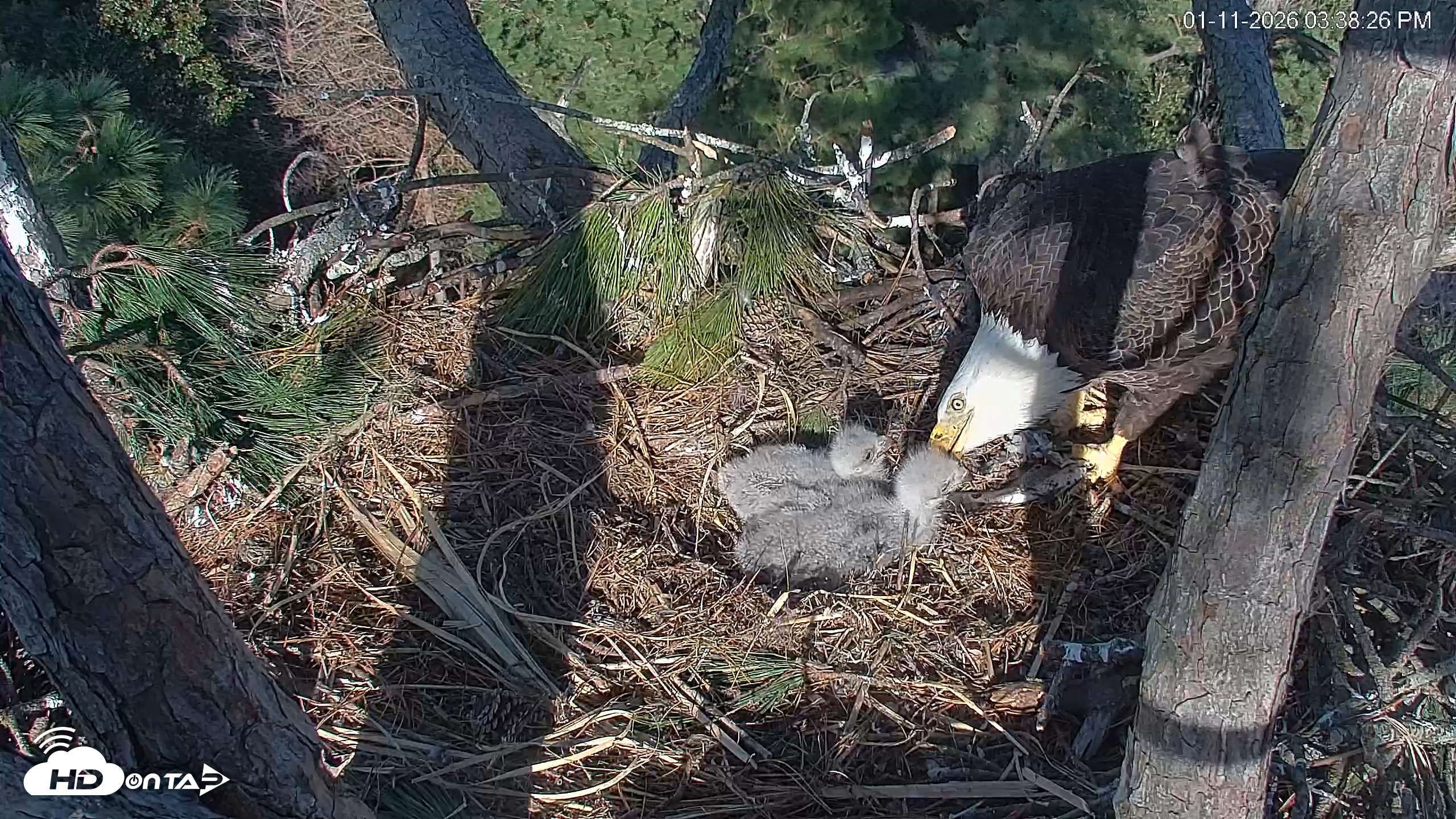 Snapshot of Hilton Head Island Eagles Live Webcam taken Jan 11, 2026, 3:39pm EST
