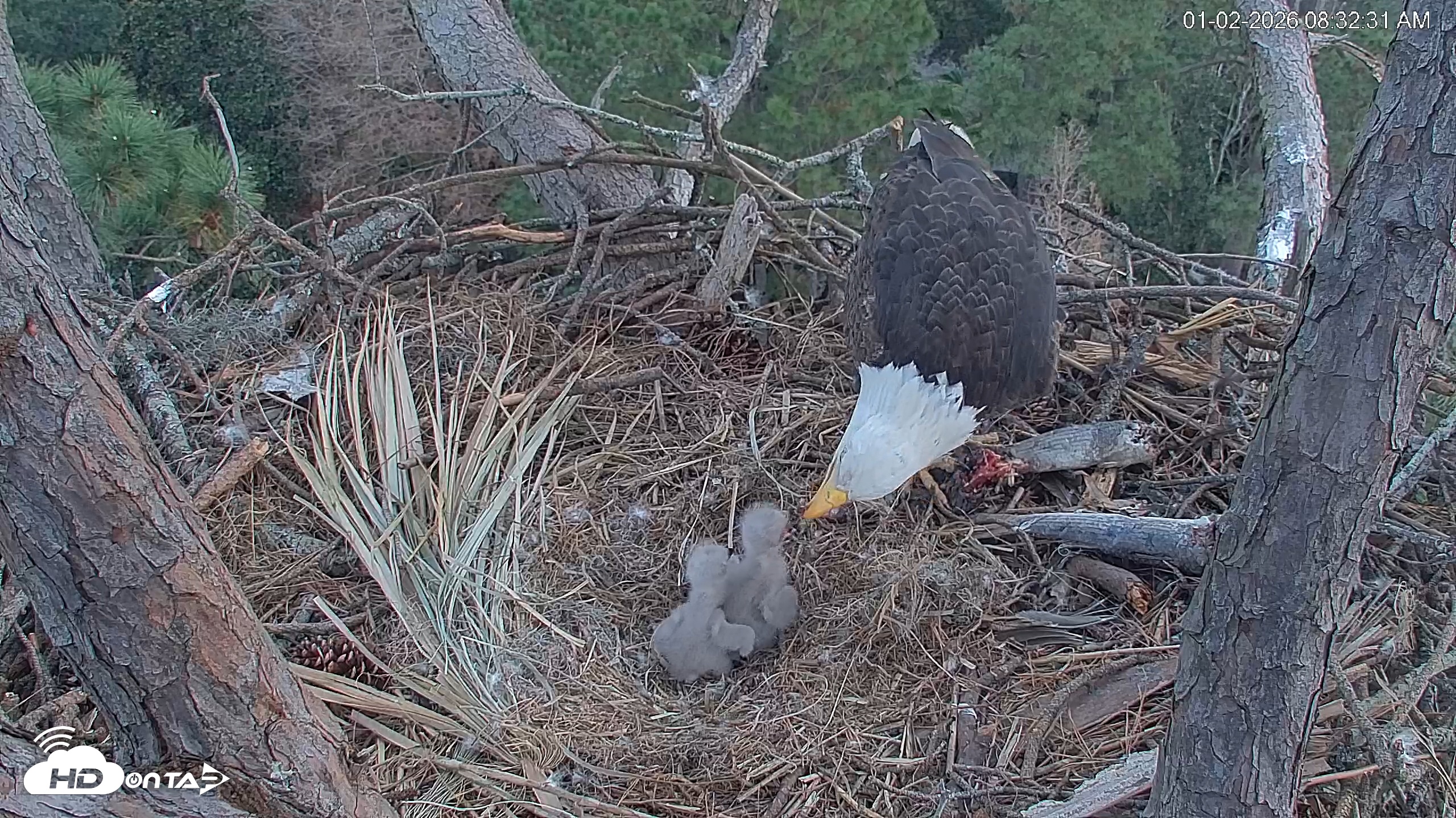 Snapshot of Hilton Head Island Eagles Live Webcam taken Jan 2, 2026, 8:33am EST