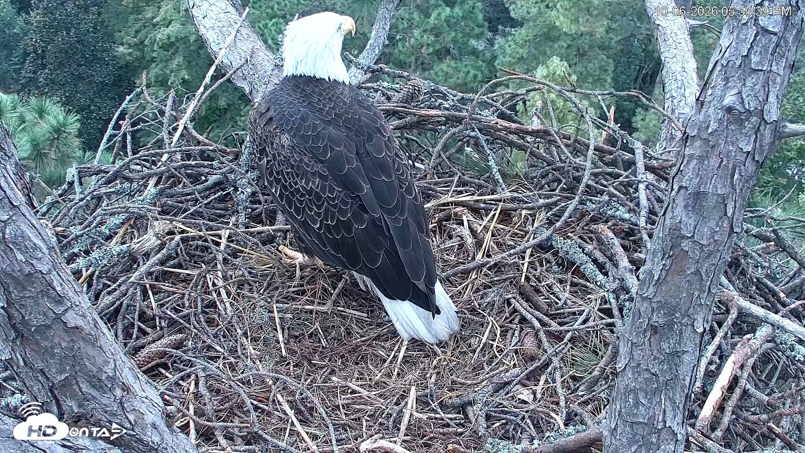Snapshot of Hilton Head Island Eagles Live Webcam taken Oct 6, 2026, 5:56pm EDT