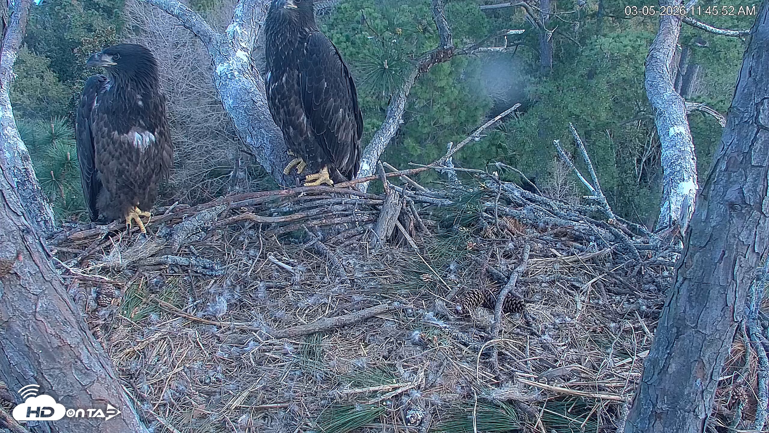 Snapshot of Hilton Head Island Eagles Live Webcam taken Mar 5, 2026, 11:47am EST