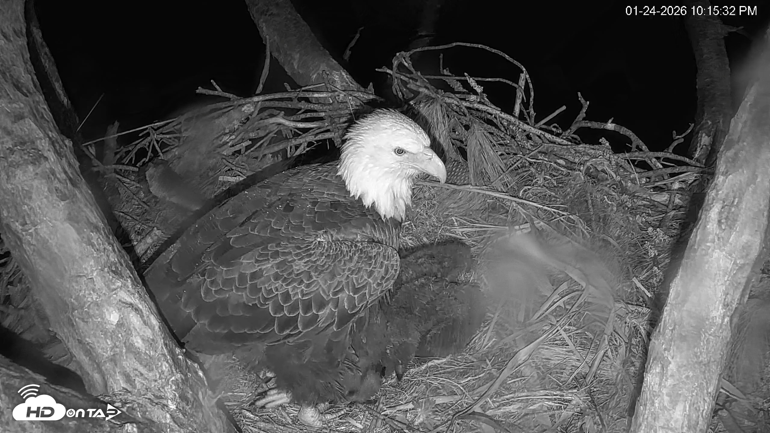 Snapshot of Hilton Head Island Eagles Live Webcam taken Jan 24, 2026, 10:16pm EST
