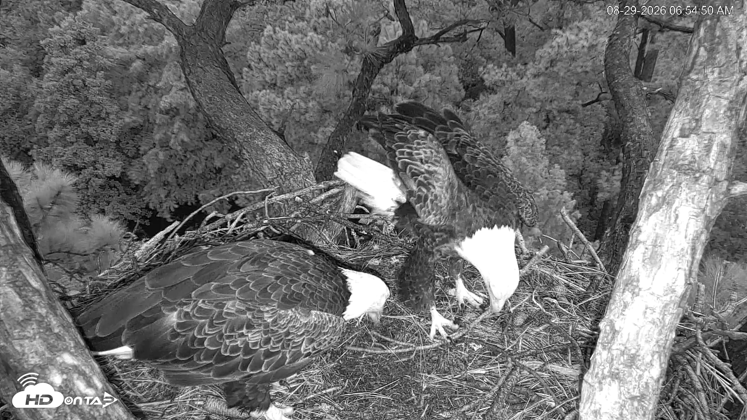 Snapshot of Hilton Head Island Eagles Live Webcam taken Aug 29, 2026, 6:55am EDT