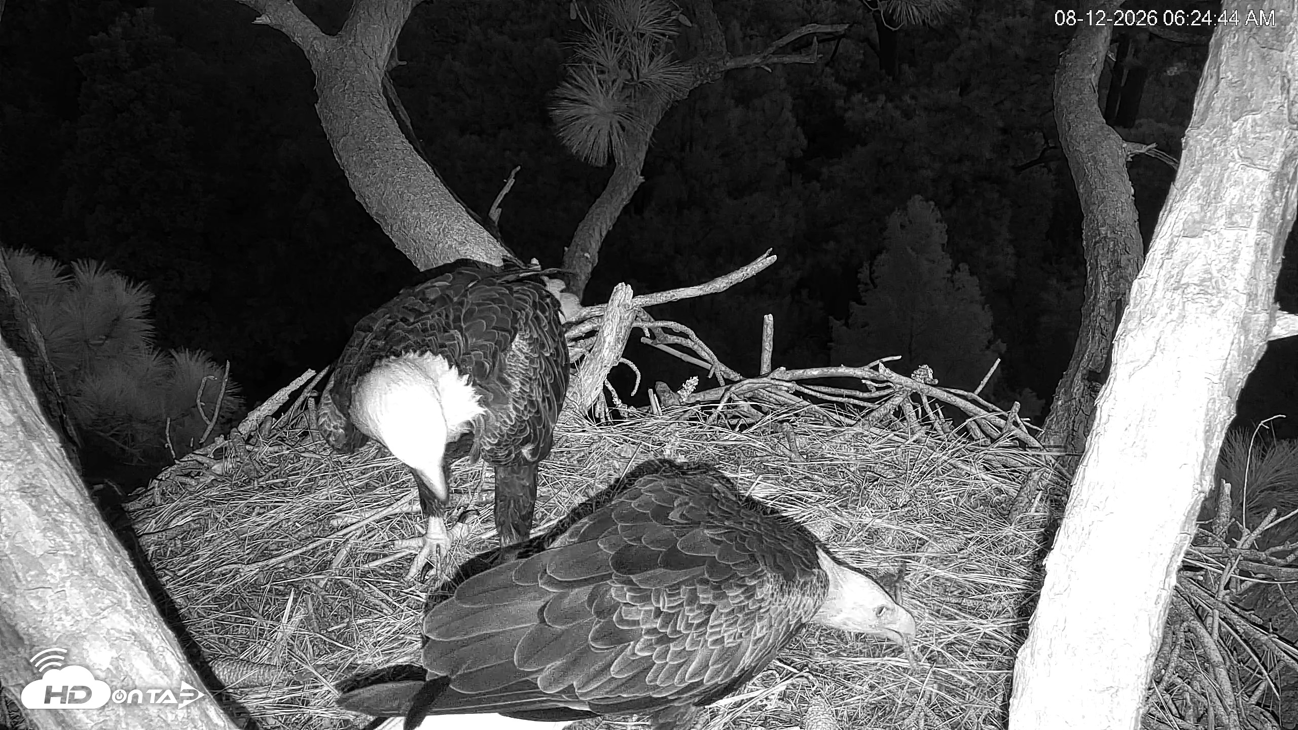 Snapshot of Hilton Head Island Eagles Live Webcam taken Aug 12, 2026, 6:25am EDT