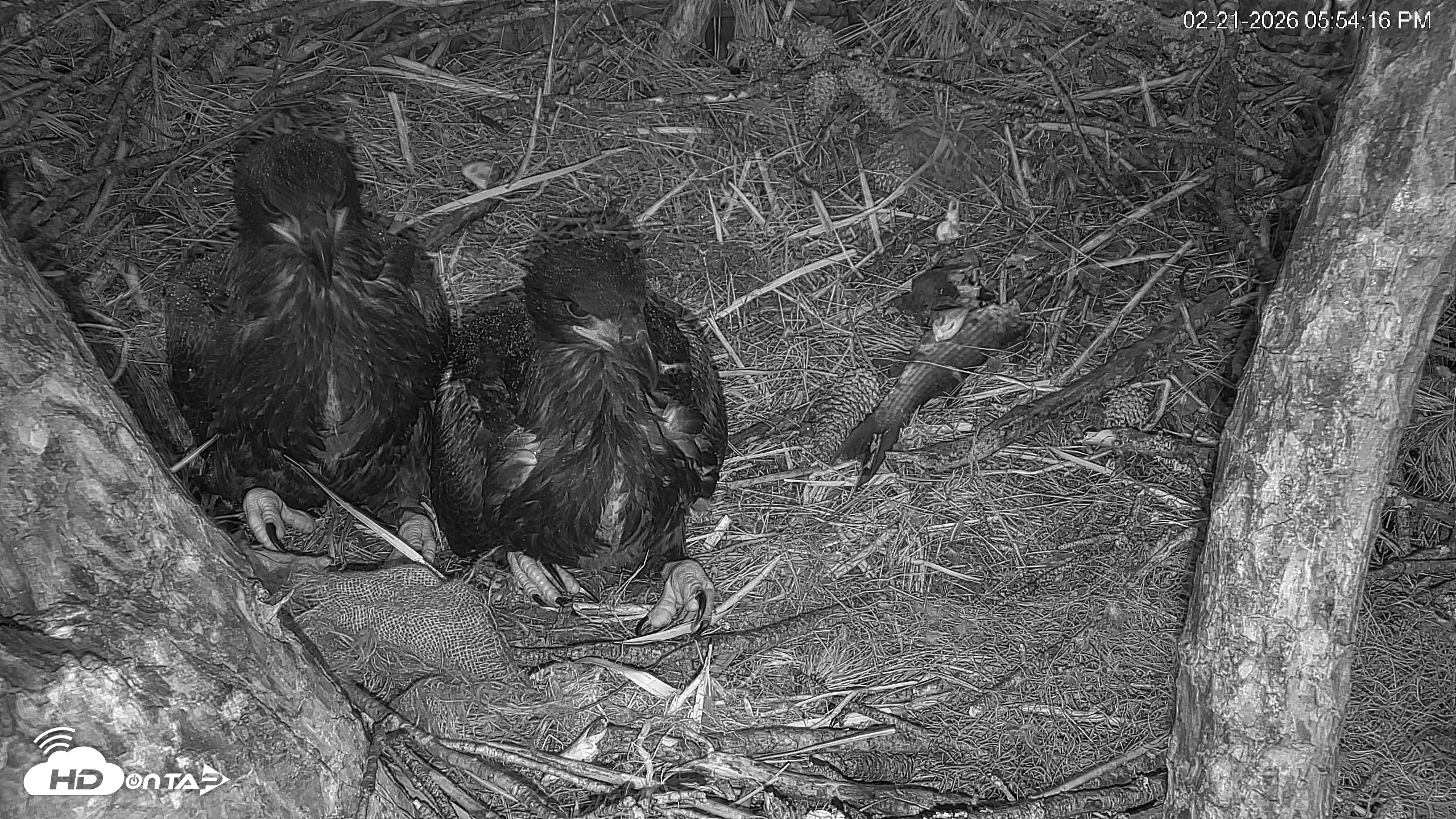 Snapshot of Hilton Head Island Eagles Live Webcam taken Feb 21, 2026, 5:54pm EST