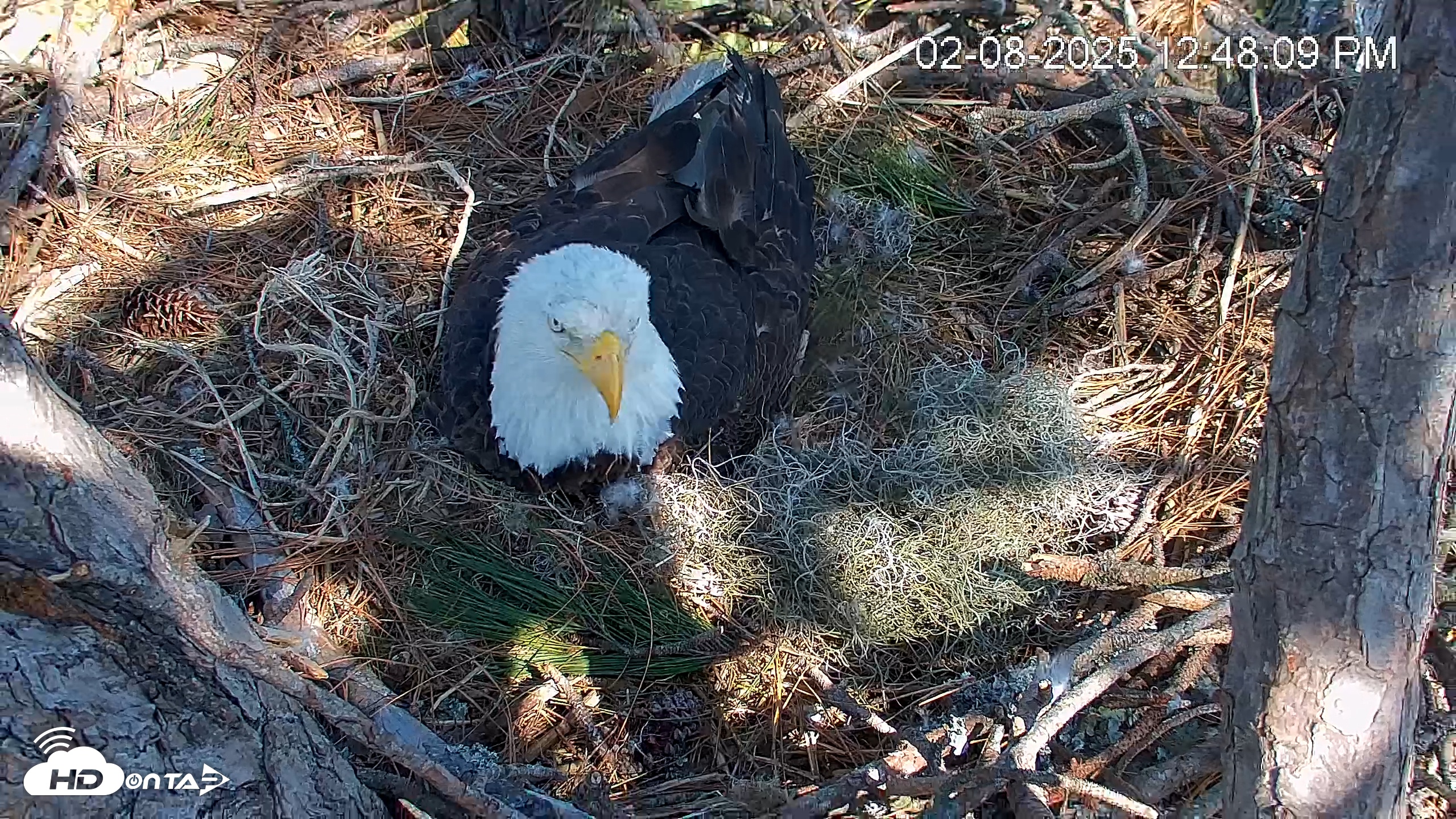 Snapshot of Hilton Head Island Eagles Live Webcam taken Feb 8, 2025, 12:48pm EST