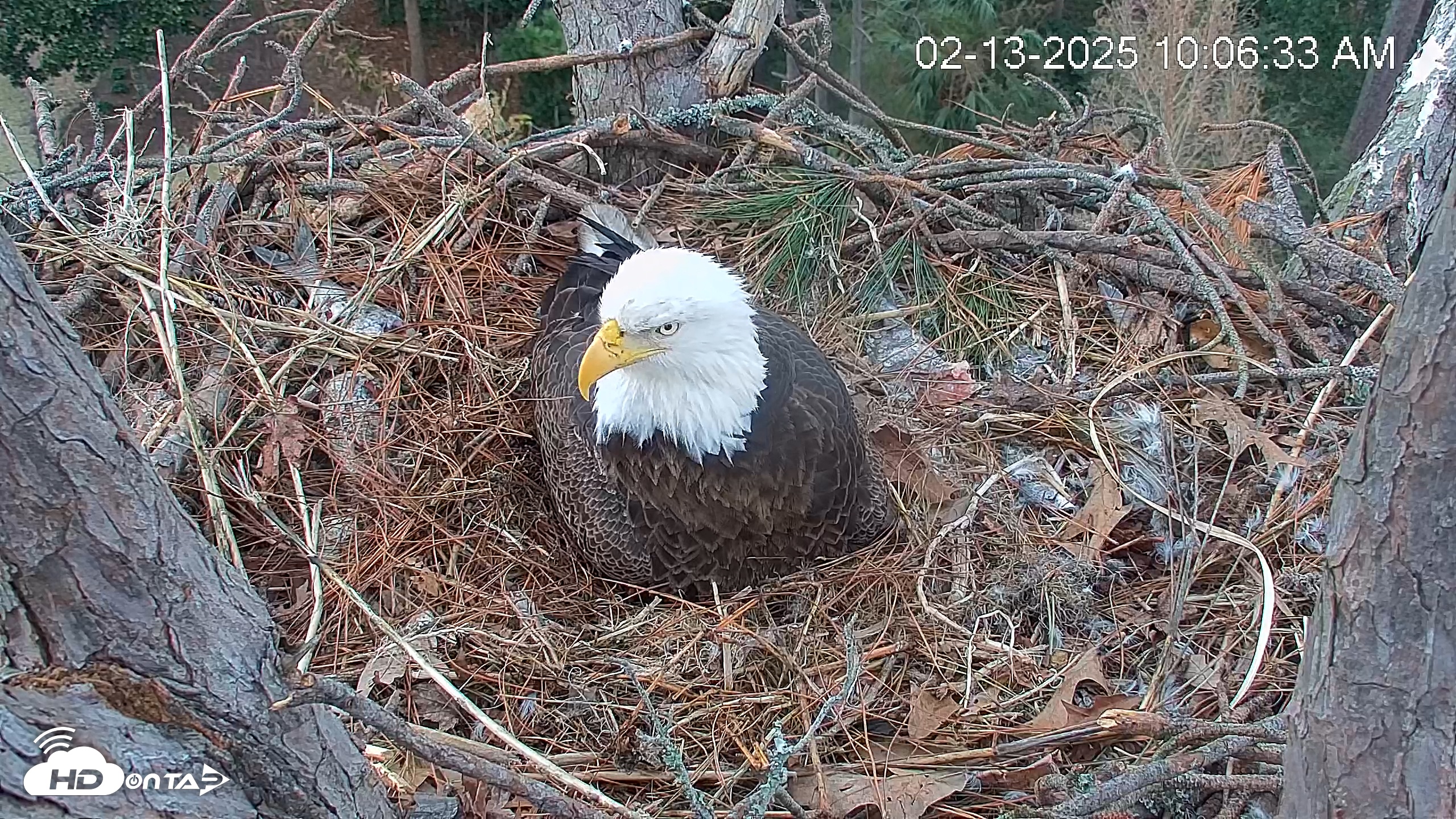 Snapshot of Hilton Head Island Eagles Live Webcam taken Feb 13, 2025, 10:07am EST