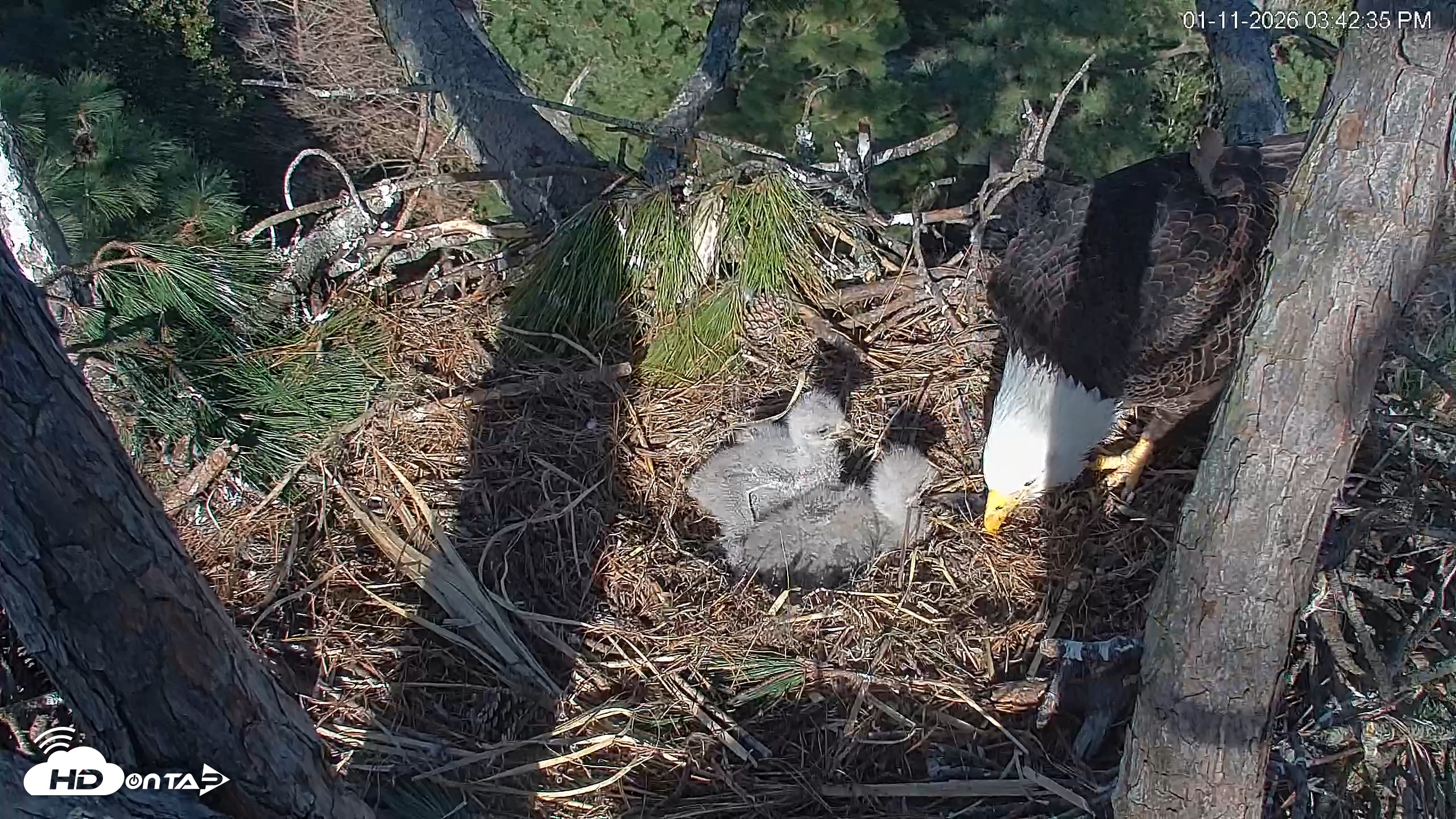 Snapshot of Hilton Head Island Eagles Live Webcam taken Jan 11, 2026, 3:43pm EST
