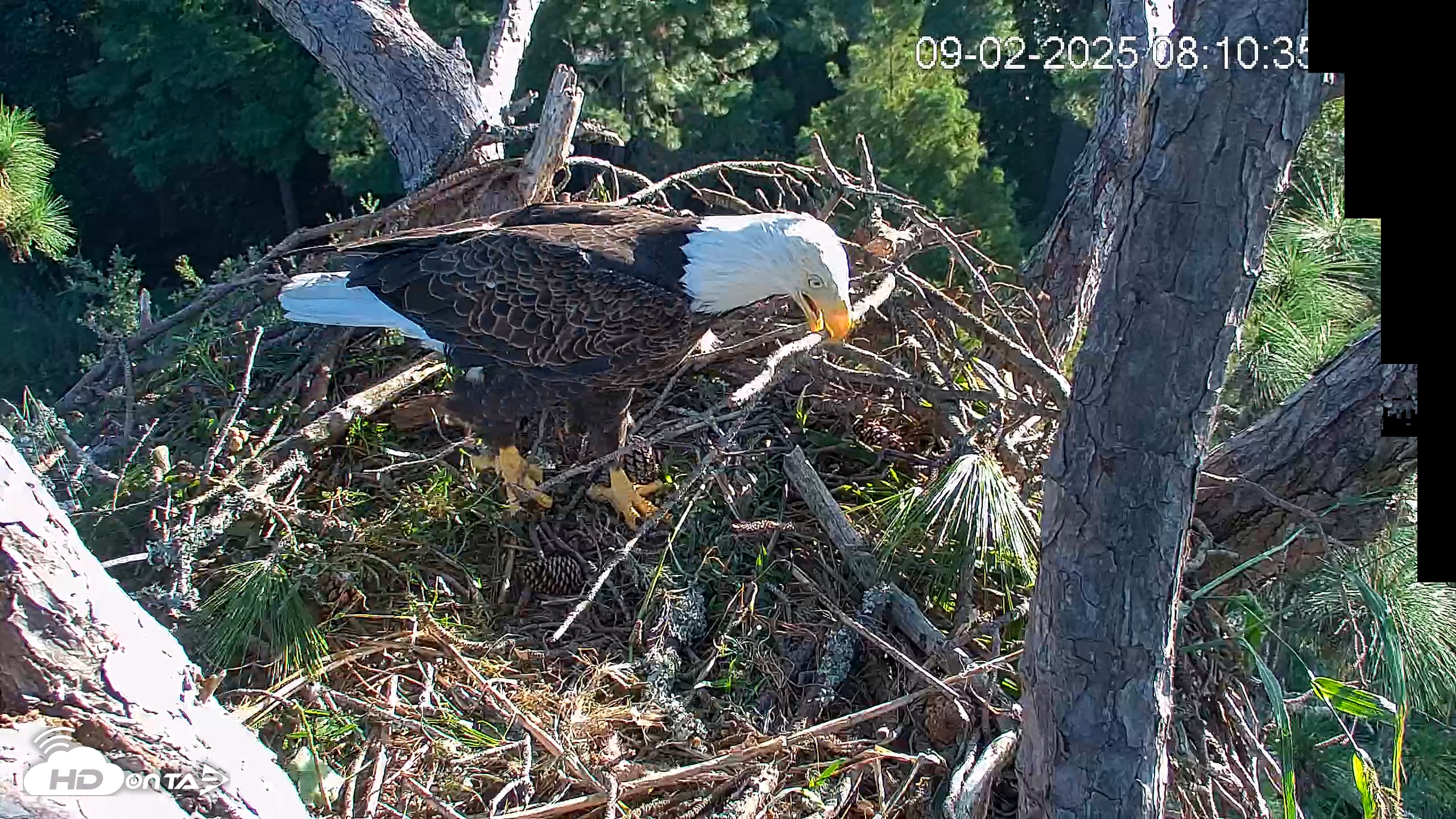 Snapshot of Hilton Head Island Eagles Live Webcam taken Sep 2, 2025, 8:11am EDT