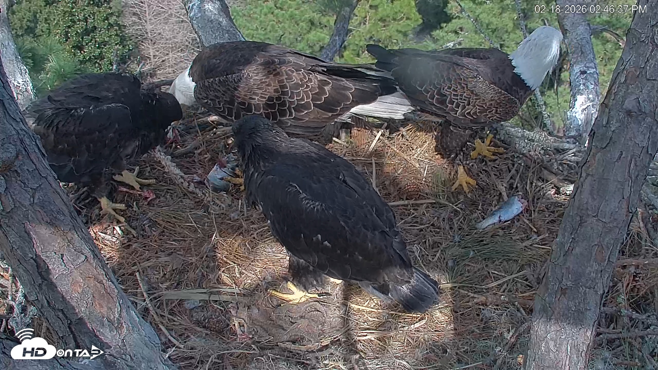 Snapshot of Hilton Head Island Eagles Live Webcam taken Feb 18, 2026, 2:49pm EST