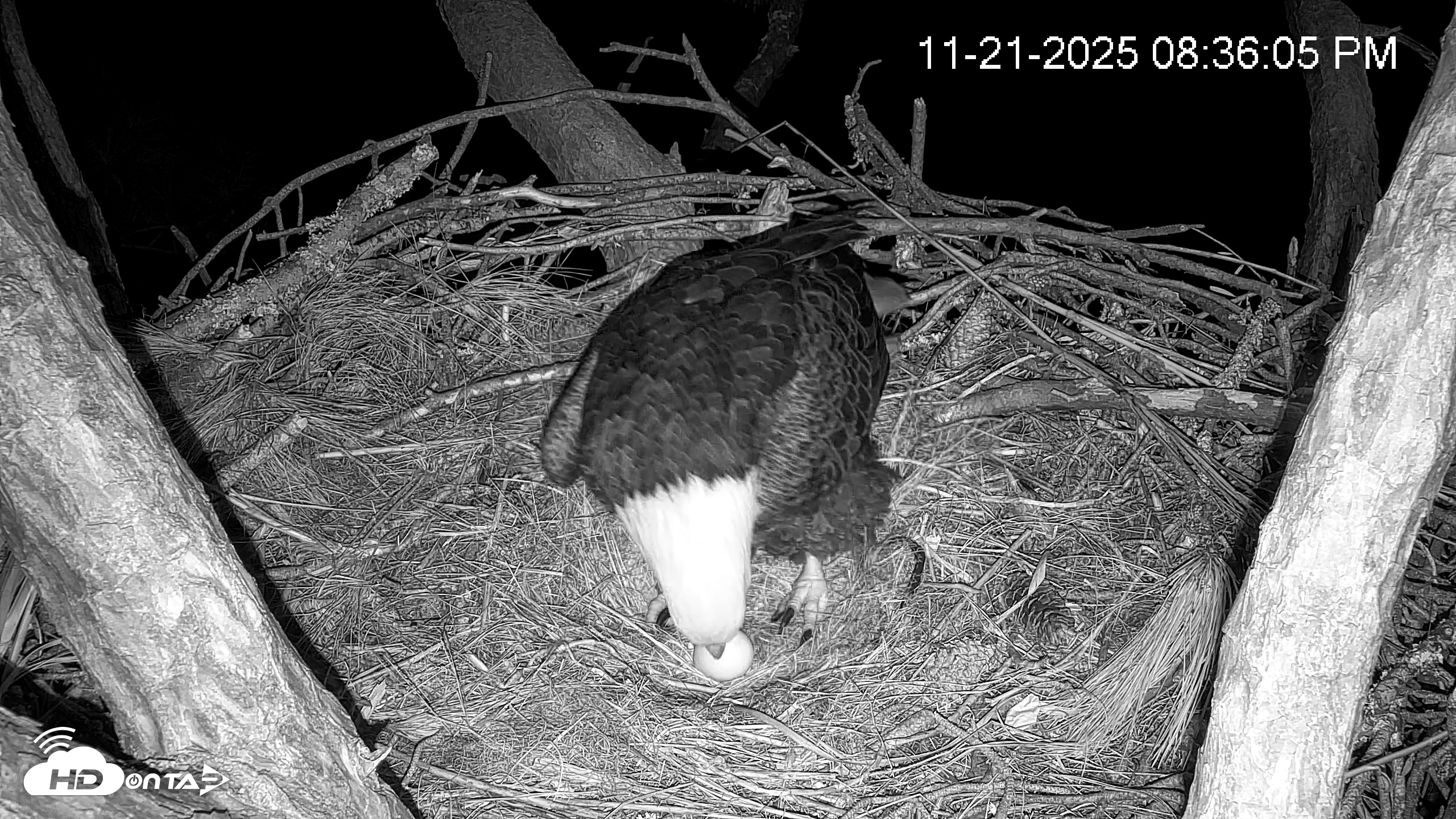 Snapshot of Hilton Head Island Eagles Live Webcam taken Nov 21, 2025, 8:38pm EST