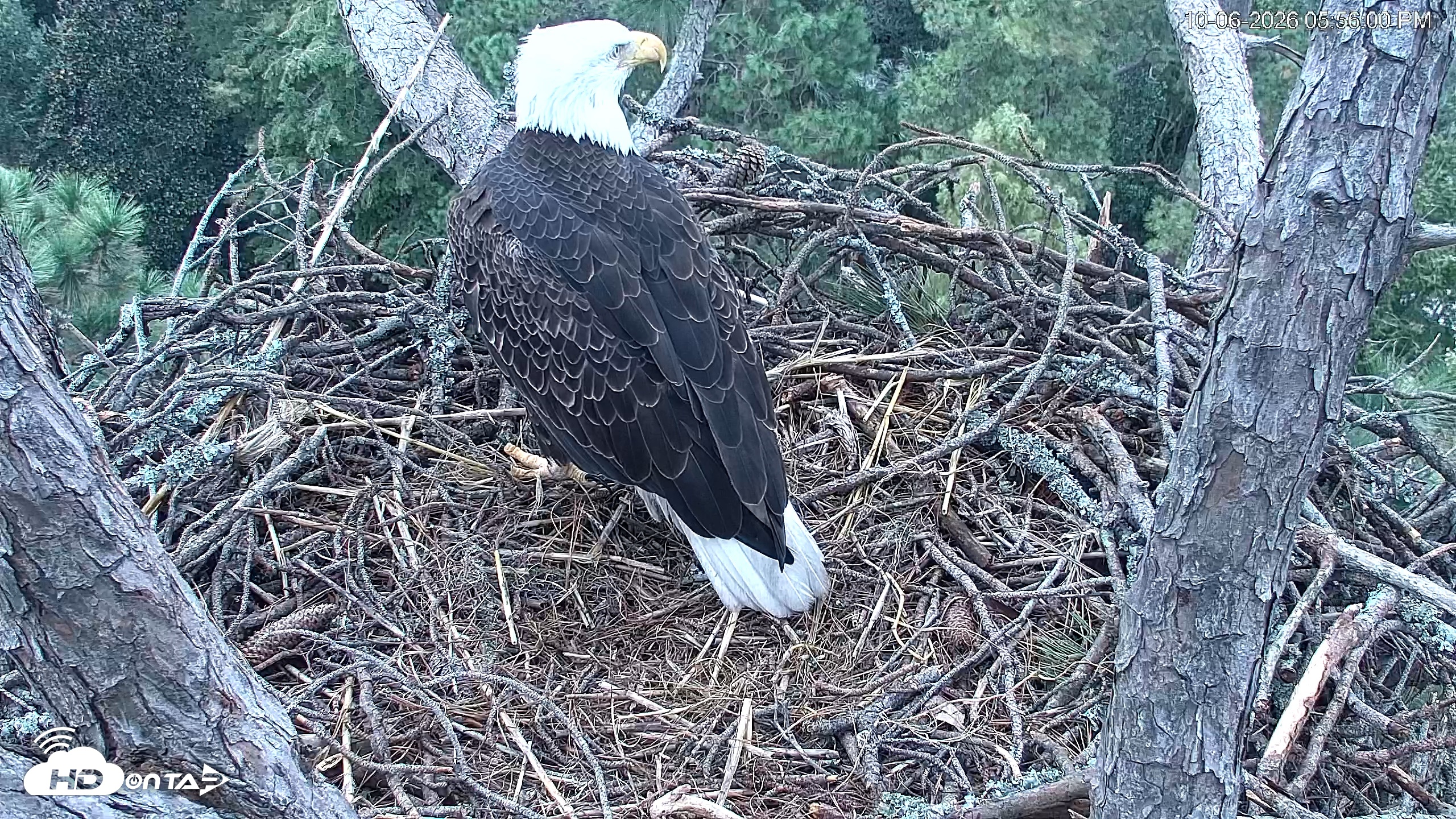 Snapshot of Hilton Head Island Eagles Live Webcam taken Oct 6, 2026, 5:56pm EDT