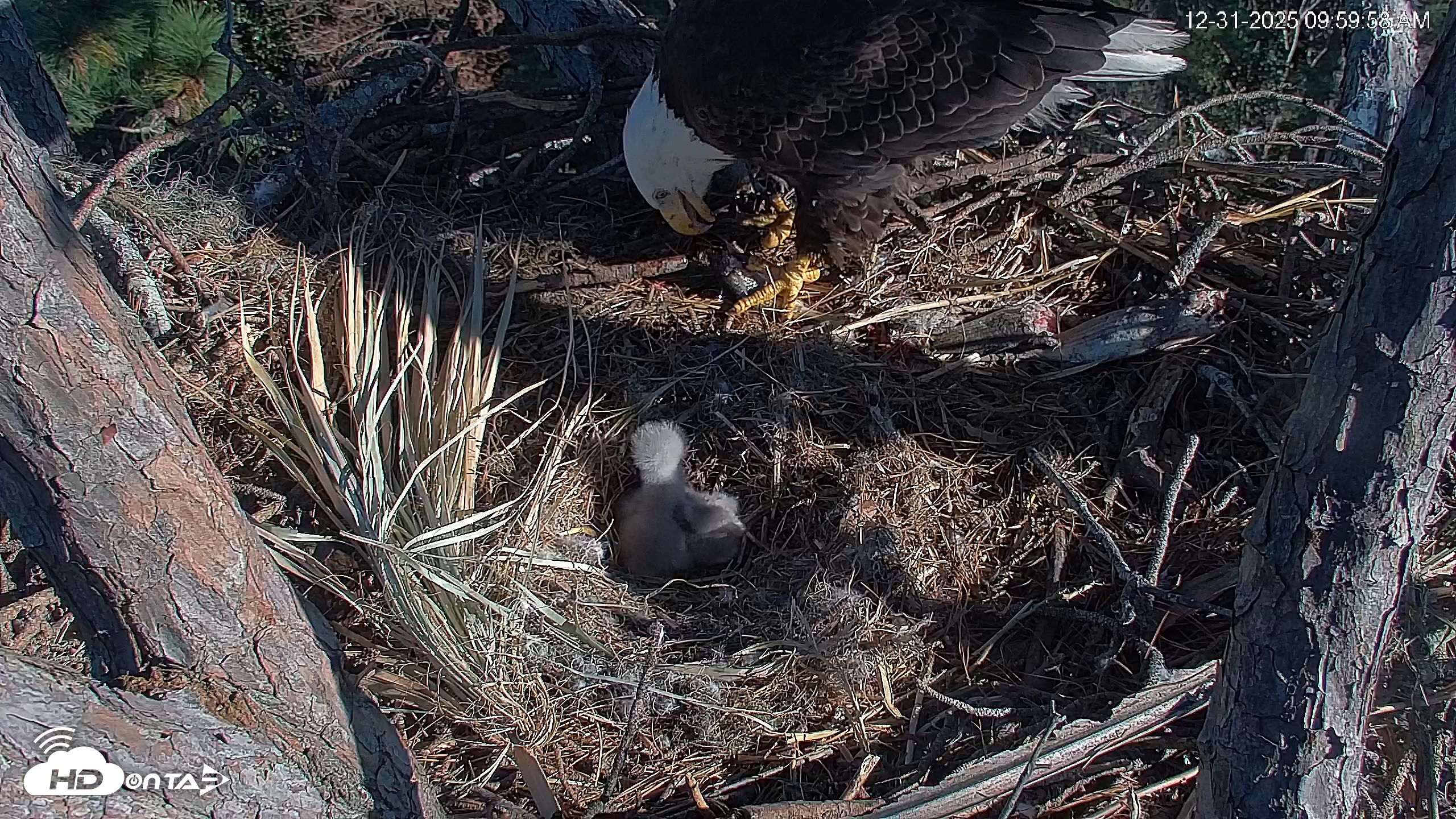 Snapshot of Hilton Head Island Eagles Live Webcam taken Dec 31, 2025, 10:00am EST