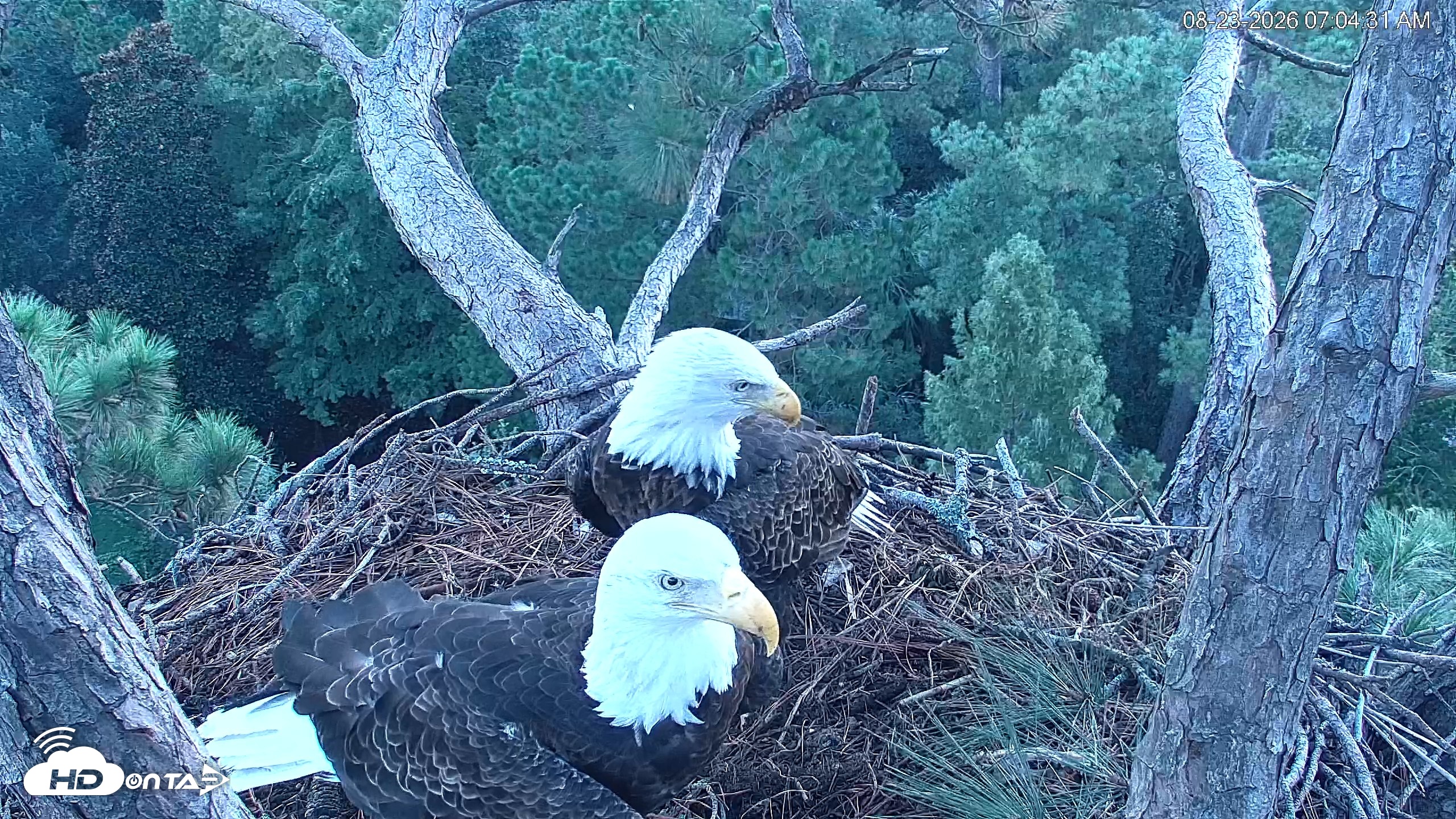 Snapshot of Hilton Head Island Eagles Live Webcam taken Aug 23, 2026, 7:04am EDT