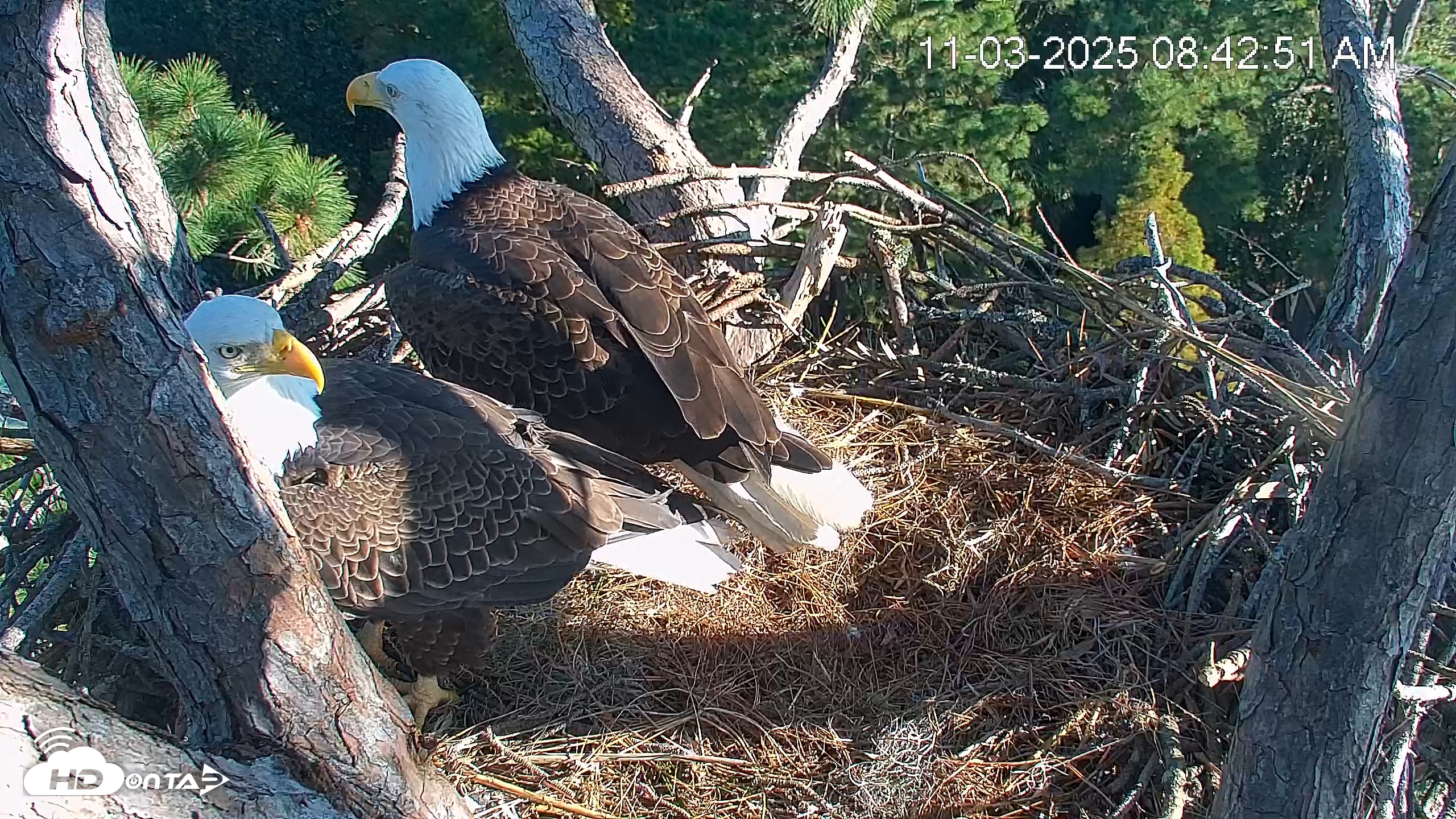 Snapshot of Hilton Head Island Eagles Live Webcam taken Nov 3, 2025, 8:43am EST