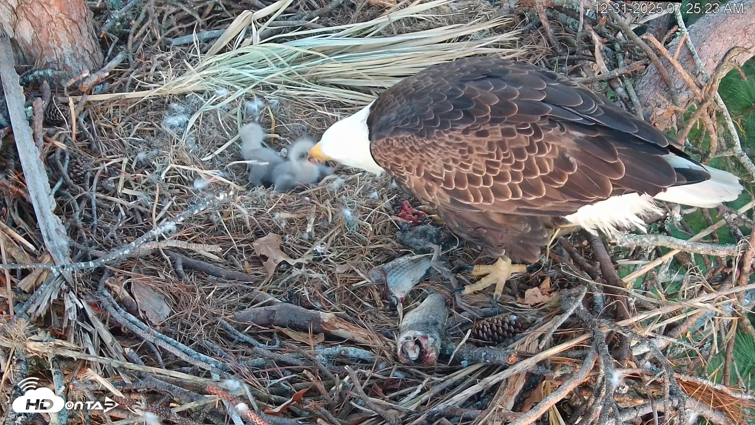 Snapshot of Hilton Head Island Eagles Live Webcam taken Dec 31, 2025, 7:26am EST